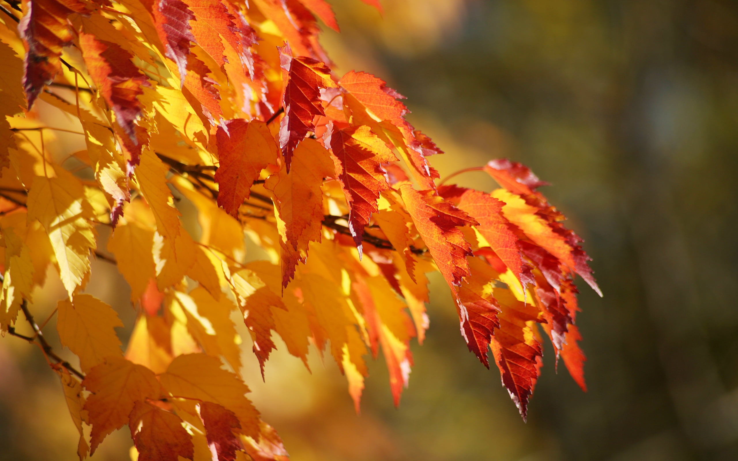 lush Foliage, sunlight, color Image, plant part, bright, yellow, gold Colored, plant, tree, season, green Color, woodland, change, no People, fluffy, background, HD Wallpaper