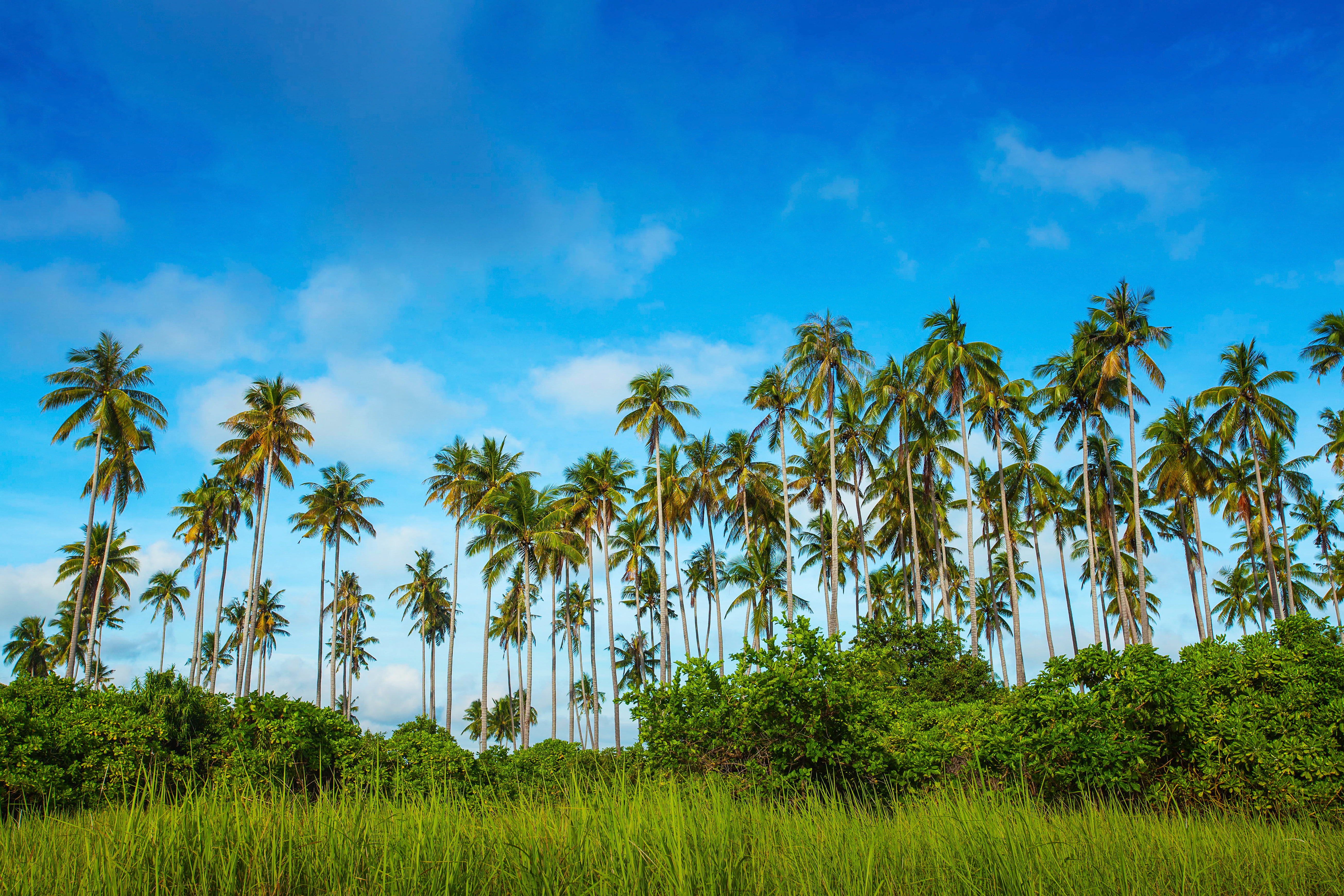 tropics, greens, trees, Bohey Dulang Island, the sky, 5K, clouds, Malaysia, palm trees, coconut, grass, the bushes, HD Wallpaper