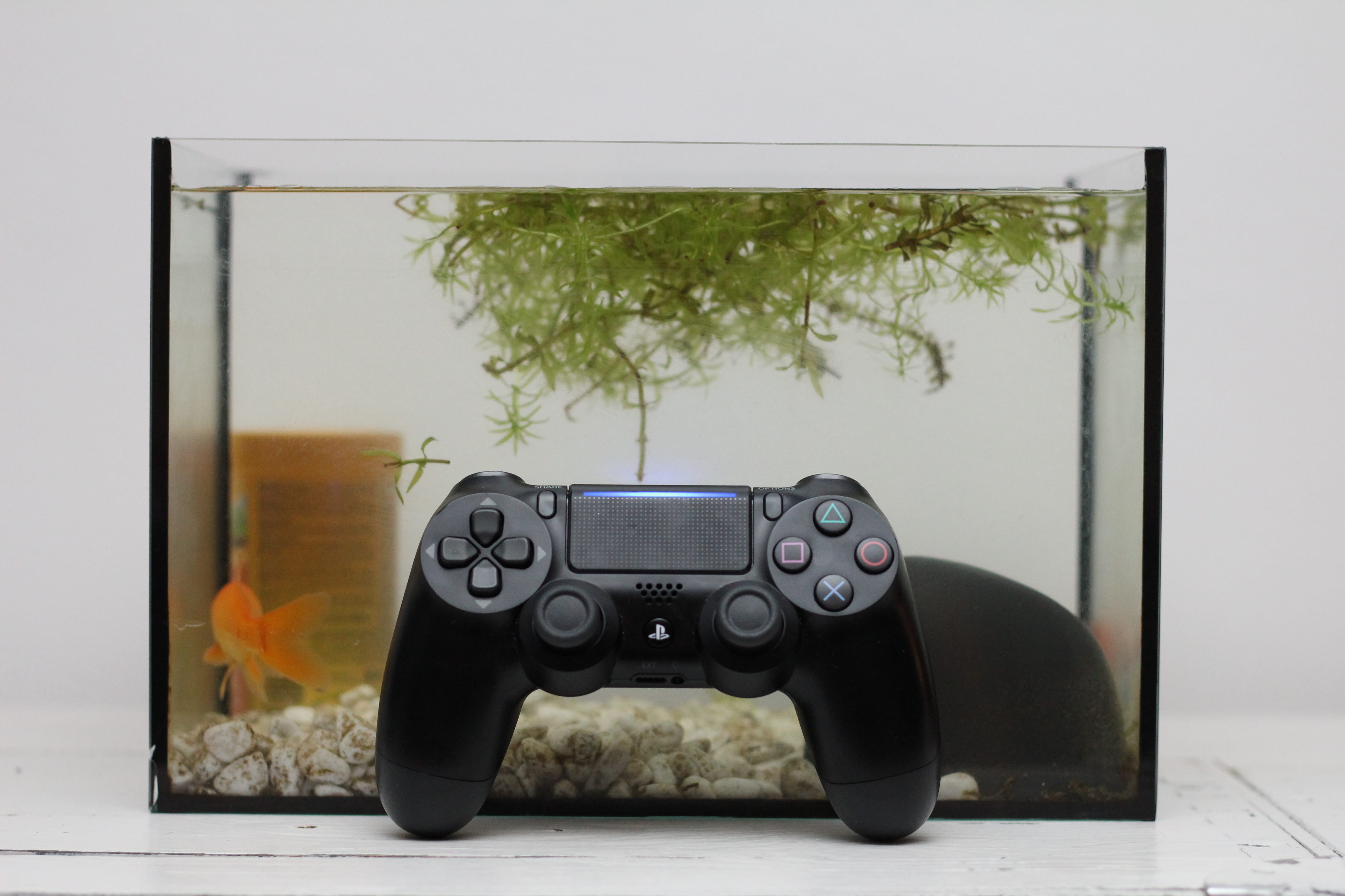 furniture, camera lens, arts culture and entertainment, controller, animal themes, camera, tree, plant, display, electronics, keyboard, screen, fish, transparent, HD Wallpaper