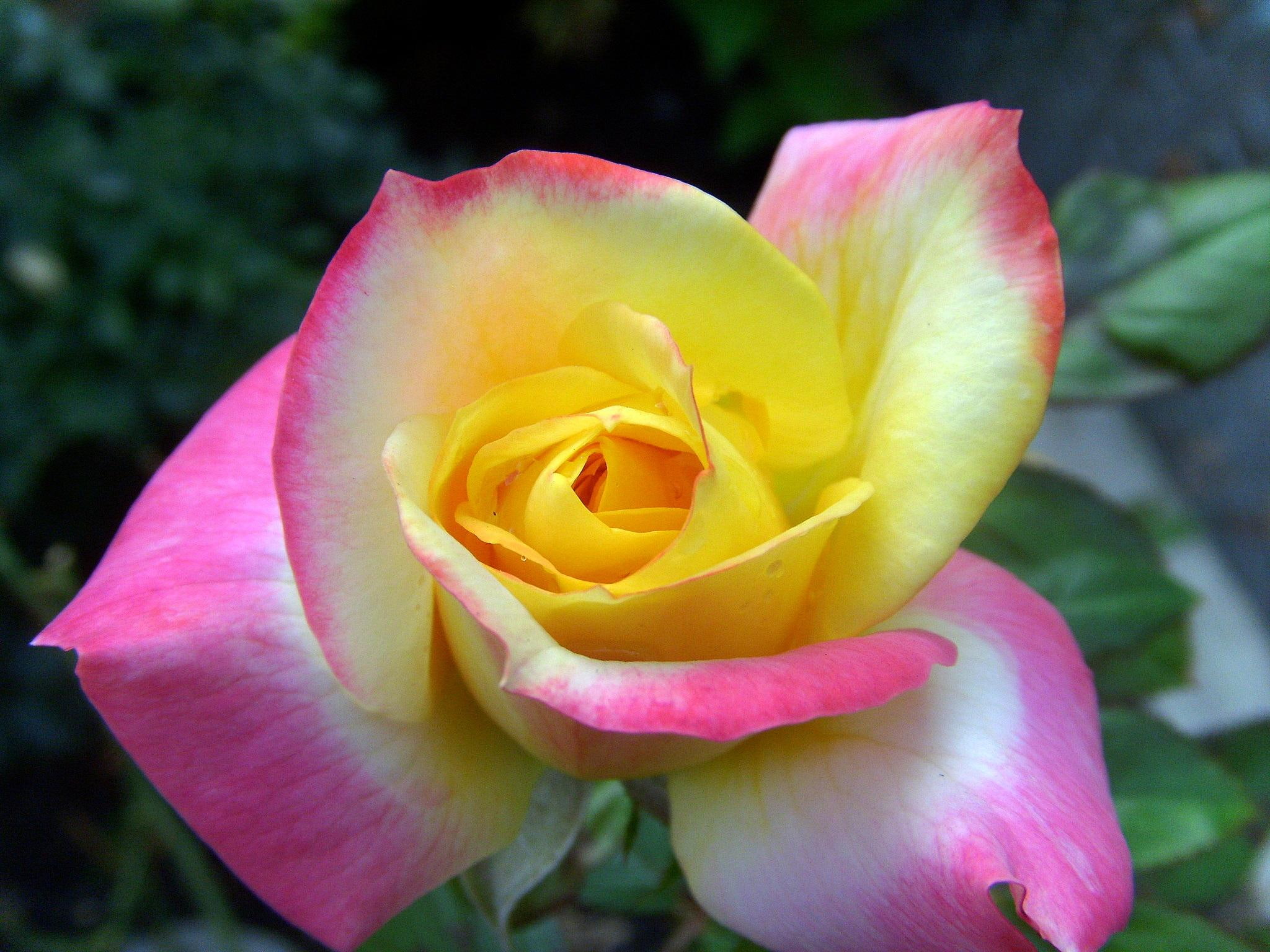 nature, fall, rose, 3d and abstract, seasons, flower, 1080P, autumn, HD Wallpaper