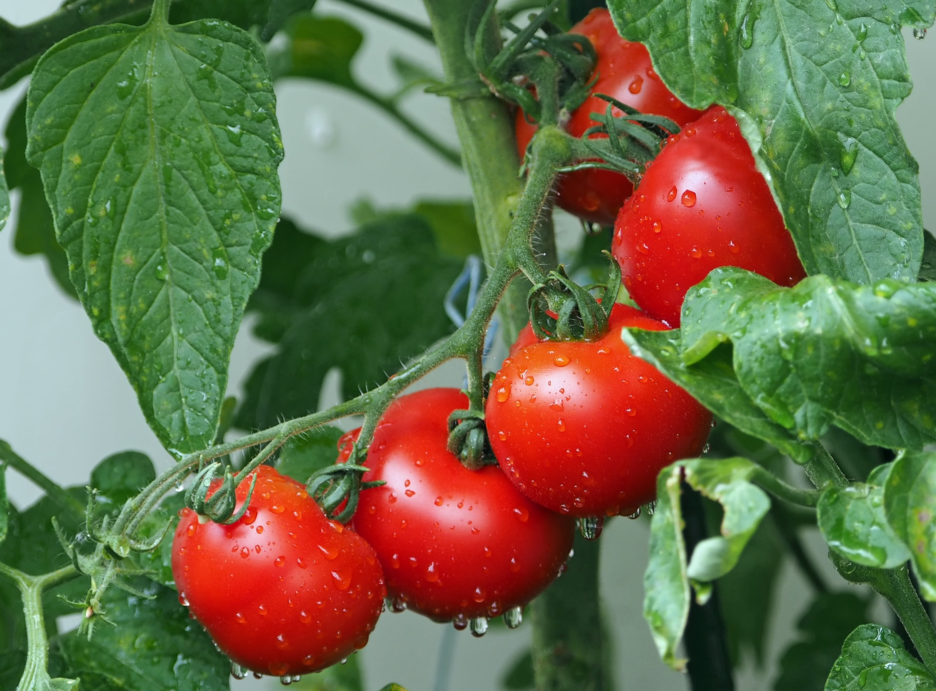 tomatoes, wellbeing, growth, food, nature, red, leaf, berry fruit, outdoors, wet, 2K, healthy eating, close-up, no people, freshness, tomato, food and drink, HD Wallpaper