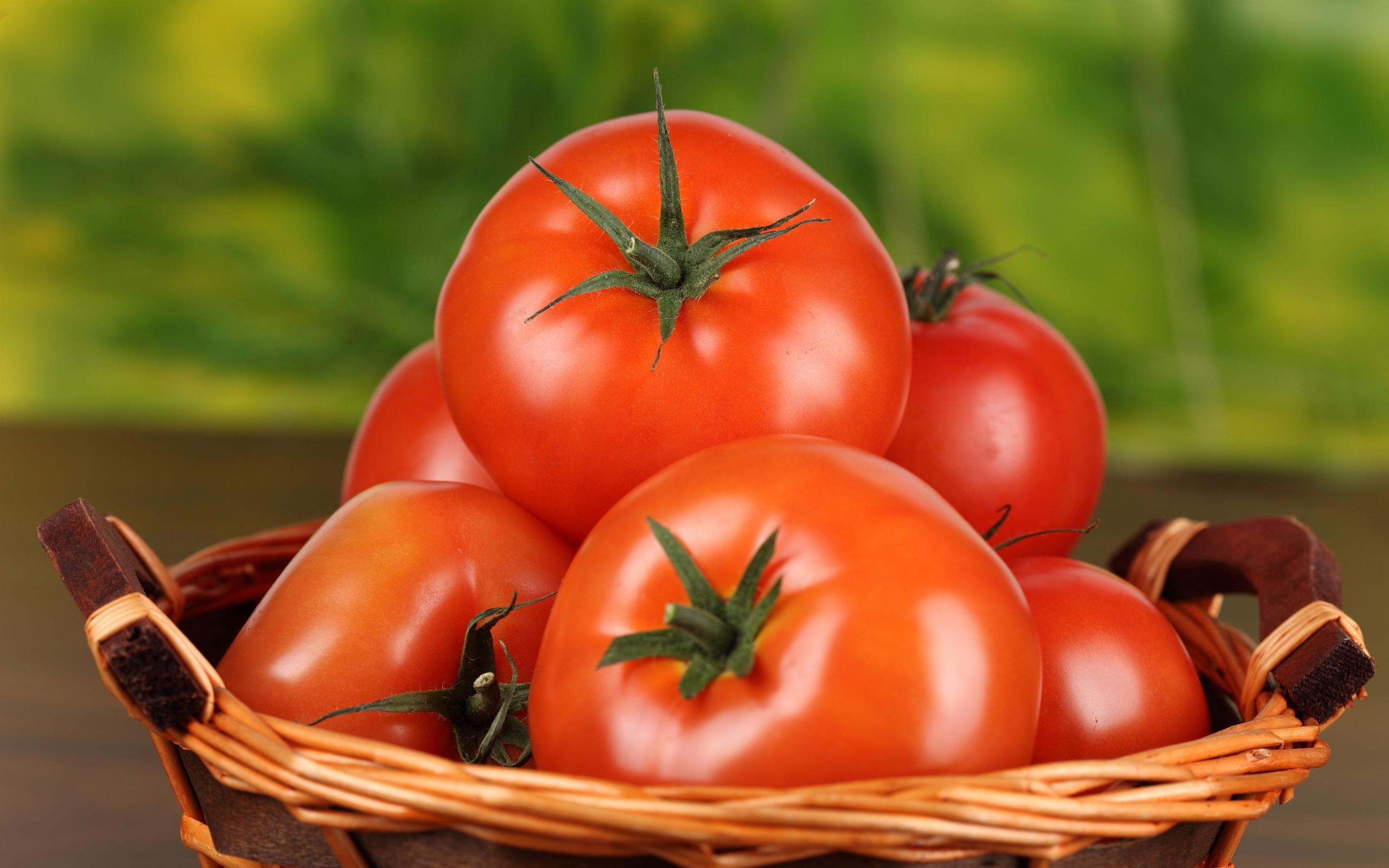 2560x1600, lot, tomatoes, 2K, tomato, photography, HD Wallpaper