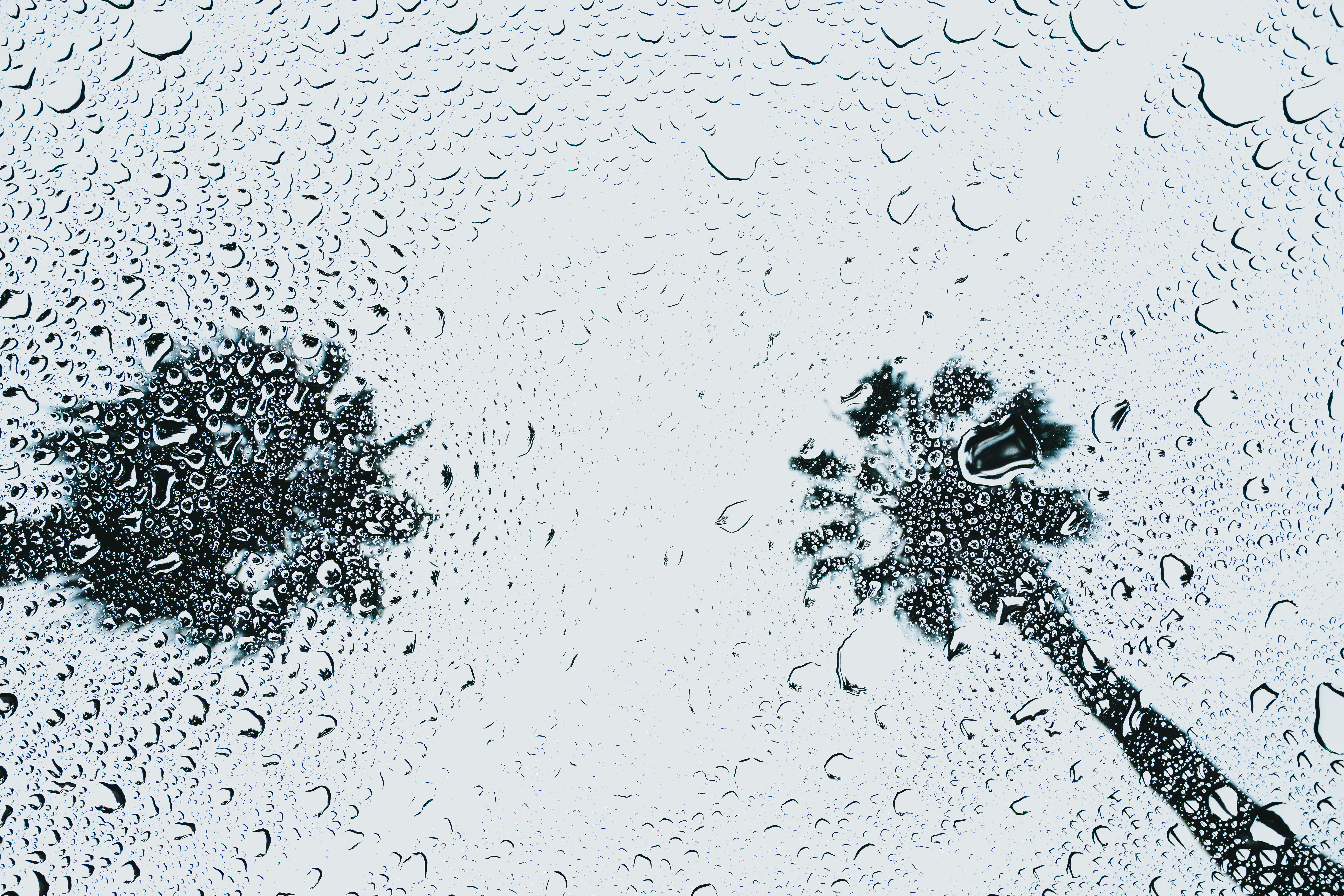 nature, window, close-up, full frame, no people, rain, backgrounds, silhouette, cold temperature, tree, rainy day, wet, drop, windshield, indoors, raindrop, HD Wallpaper