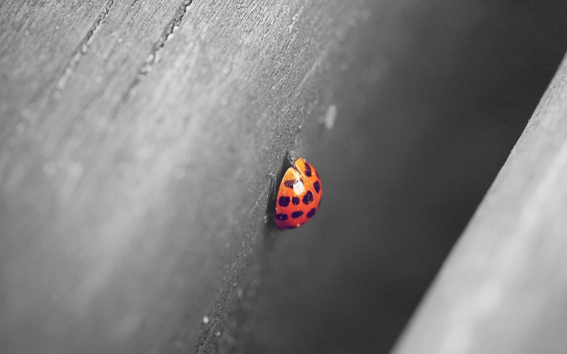 silver, invertebrate, red, at the edge of, ring, round, animal themes, animal markings, selective focus, spotted, outdoors, 1080P, animals in the wild, HD Wallpaper