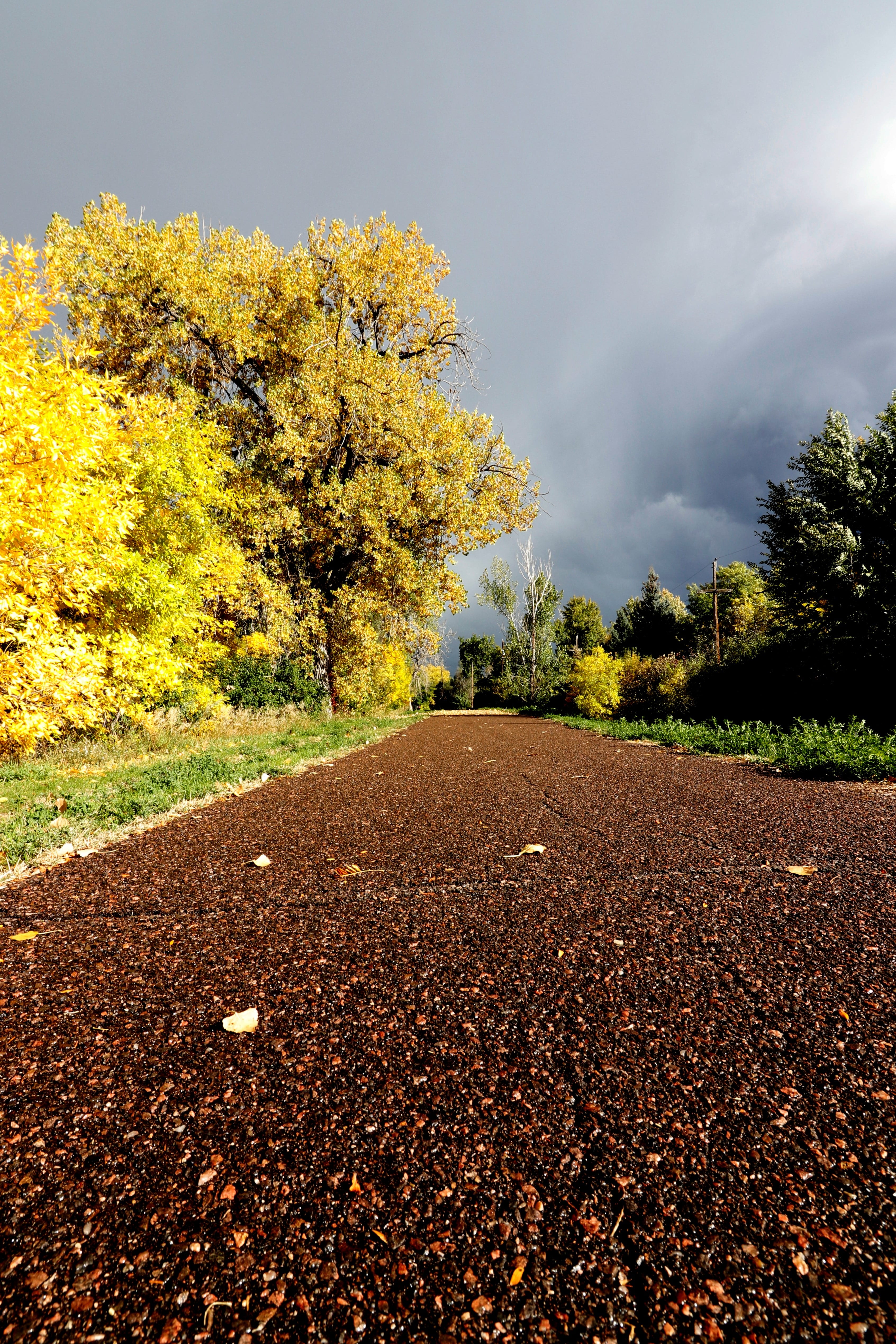 running, leaves, ominous, road, day, cloudy, direction, plant part, the way forward, trail, leaf, beauty in nature, yellow, bike, autumn, outdoors, biking, Phone HD Wallpaper