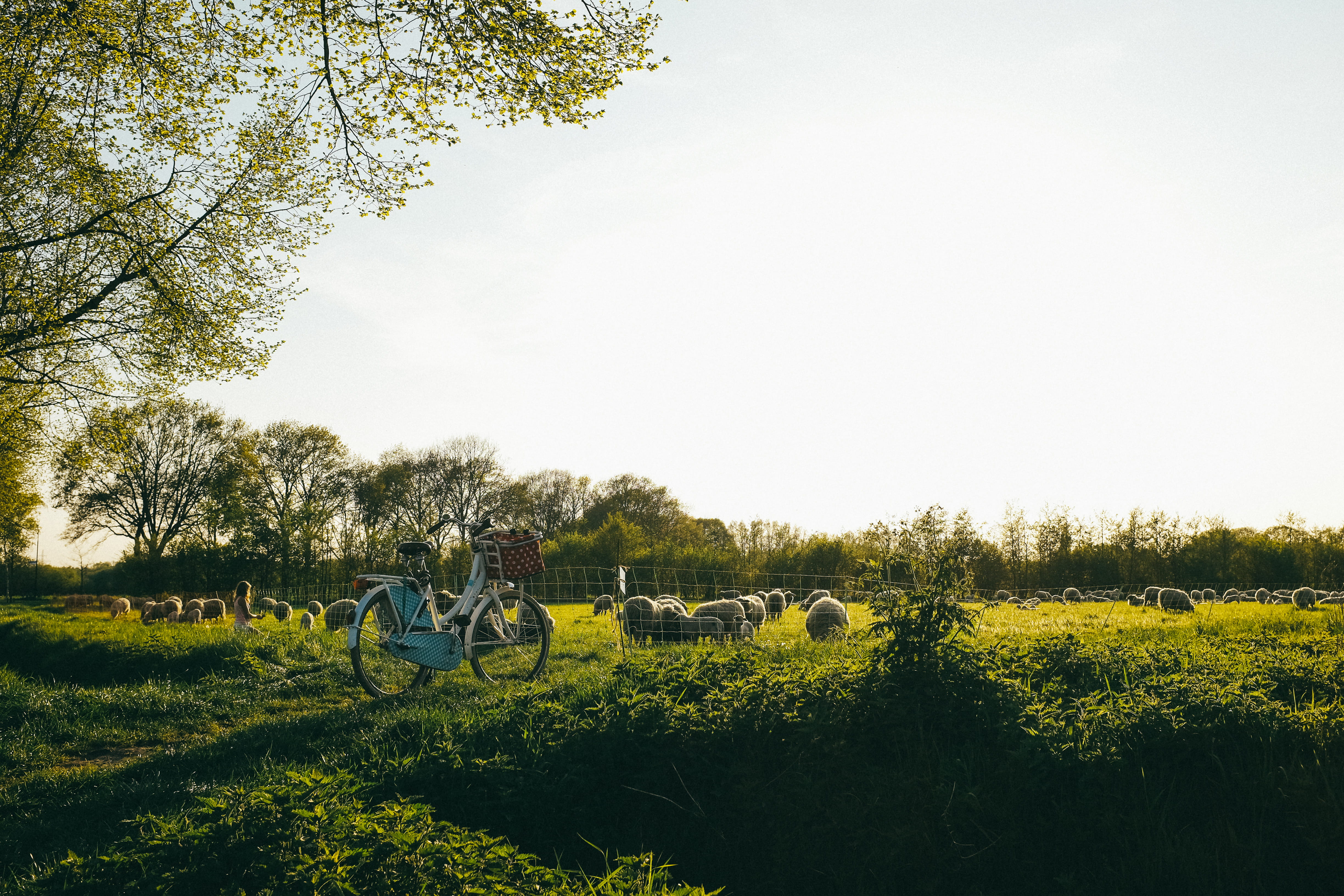trike, geldrop, bike, plant, dirt road, outdoors, netherlands, sky, sheep, scenery, landscape, grasses, bicycle, farm, shadow, mode of transportation, 4K, HD Wallpaper