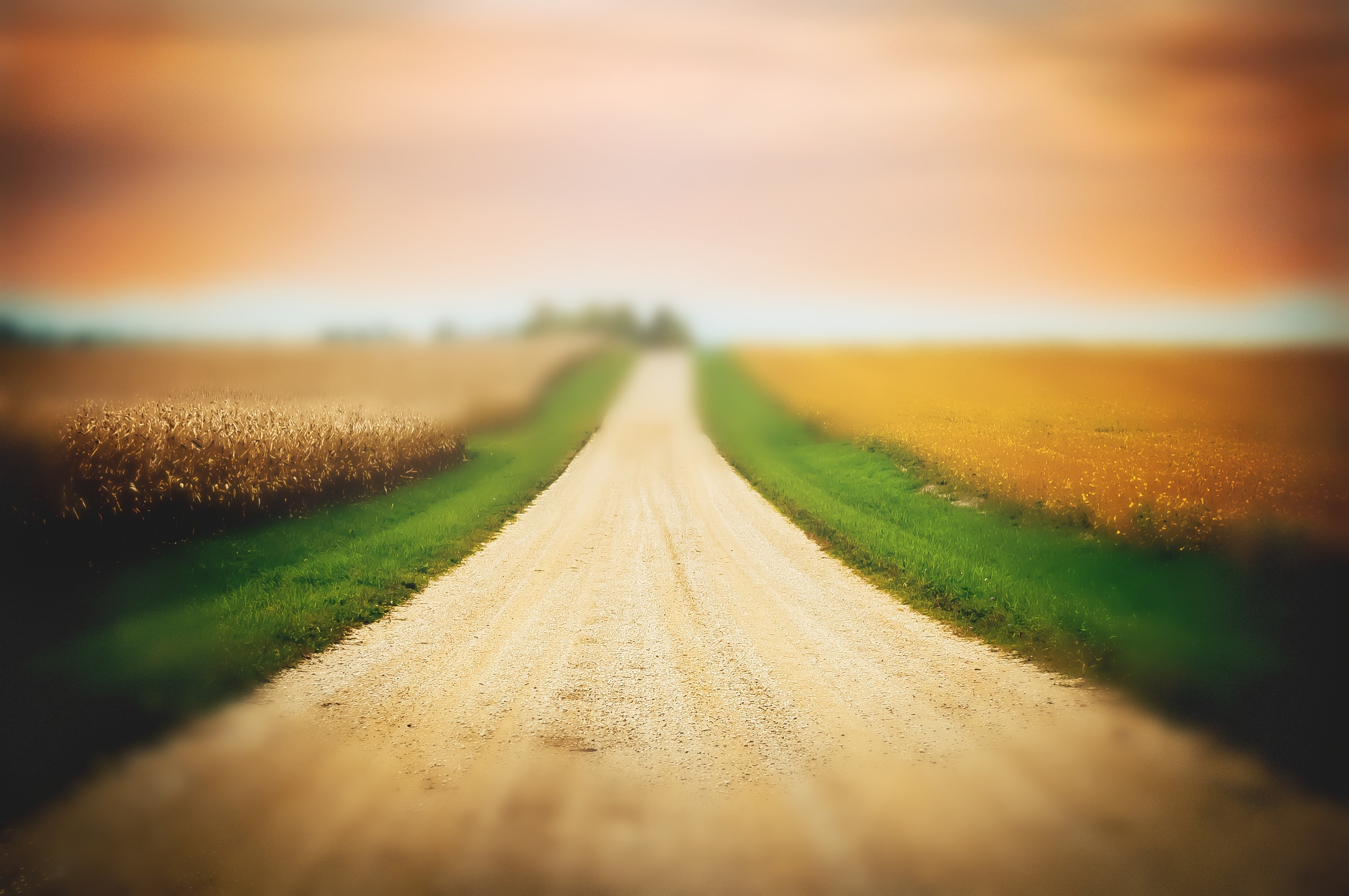 2K, meadow, rural scene, direction, land, no people, nature, path, tranquility, transportation, sunset, footpath, field, day, dirt, plant, scenics - nature, HD Wallpaper
