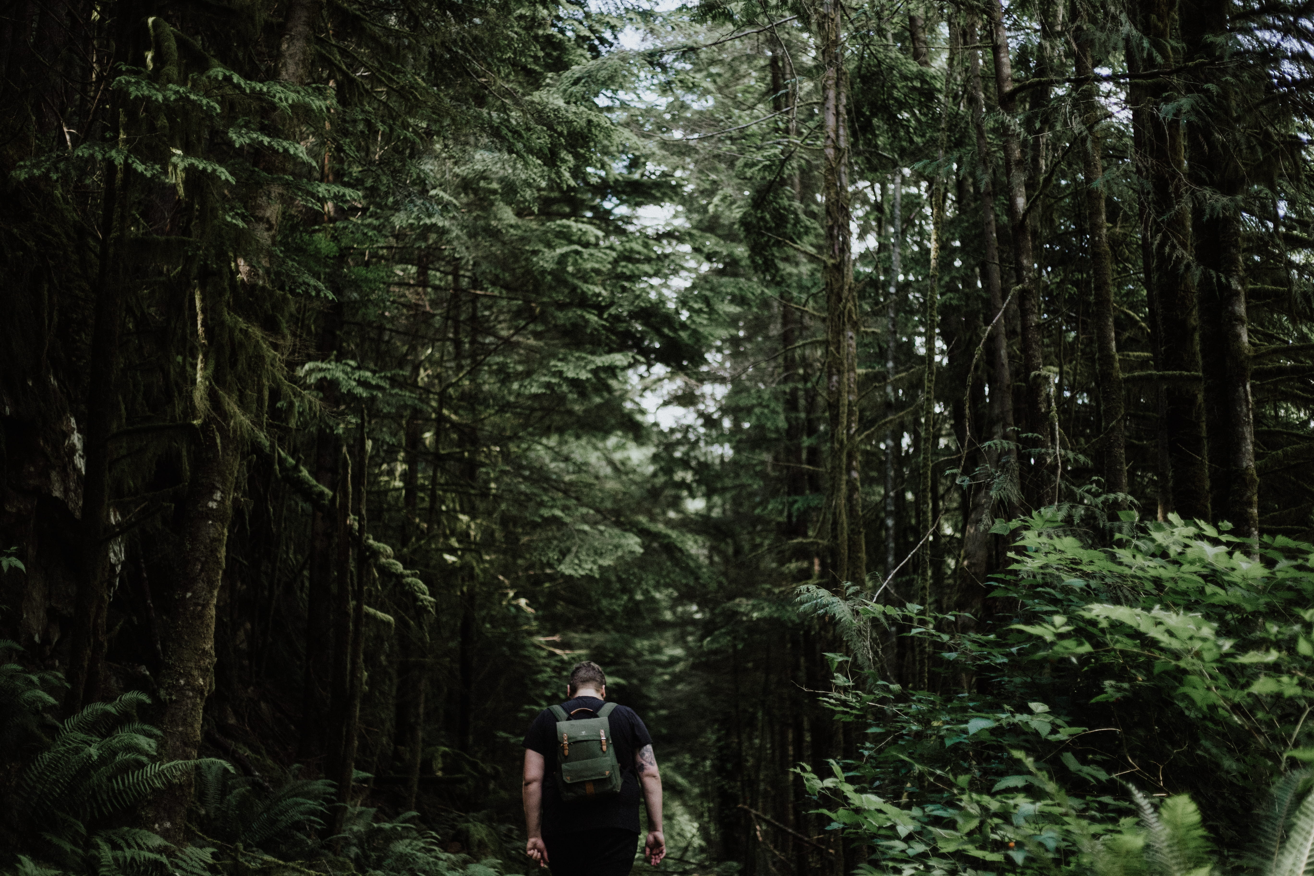 lush foliage, vintum, walking, land, trees, inside, wanderlust, person, foliage, solitude, stroll, rainforest, outdoors, adventure, 5K, lifestyles, alone, HD Wallpaper