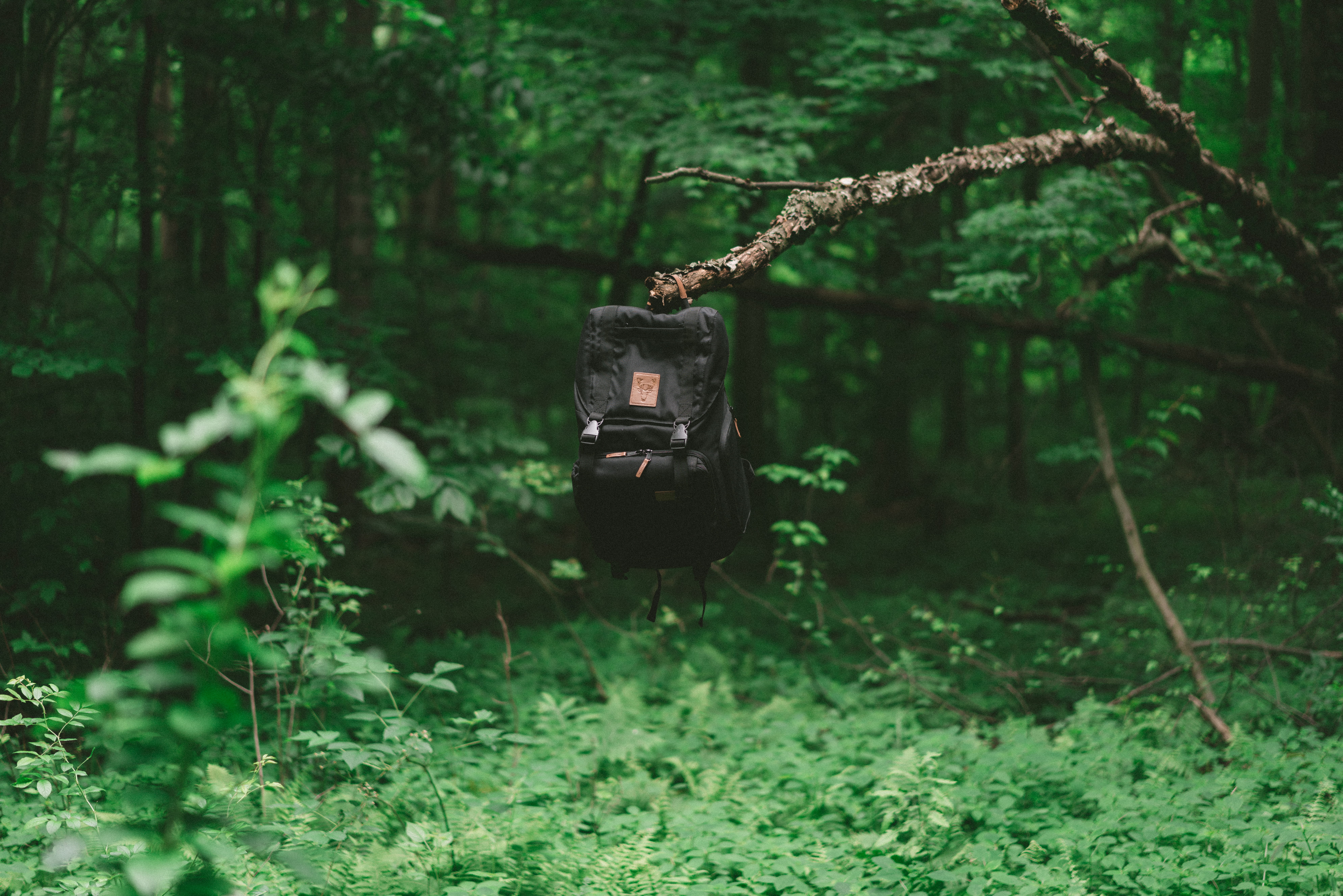 explore, bag, rucksack, leaf, scenery, minerva, land, tree, black, forest, day, hanging, outdoors, green, woodland, knapsack, branch, 8K, tranquility, HD Wallpaper