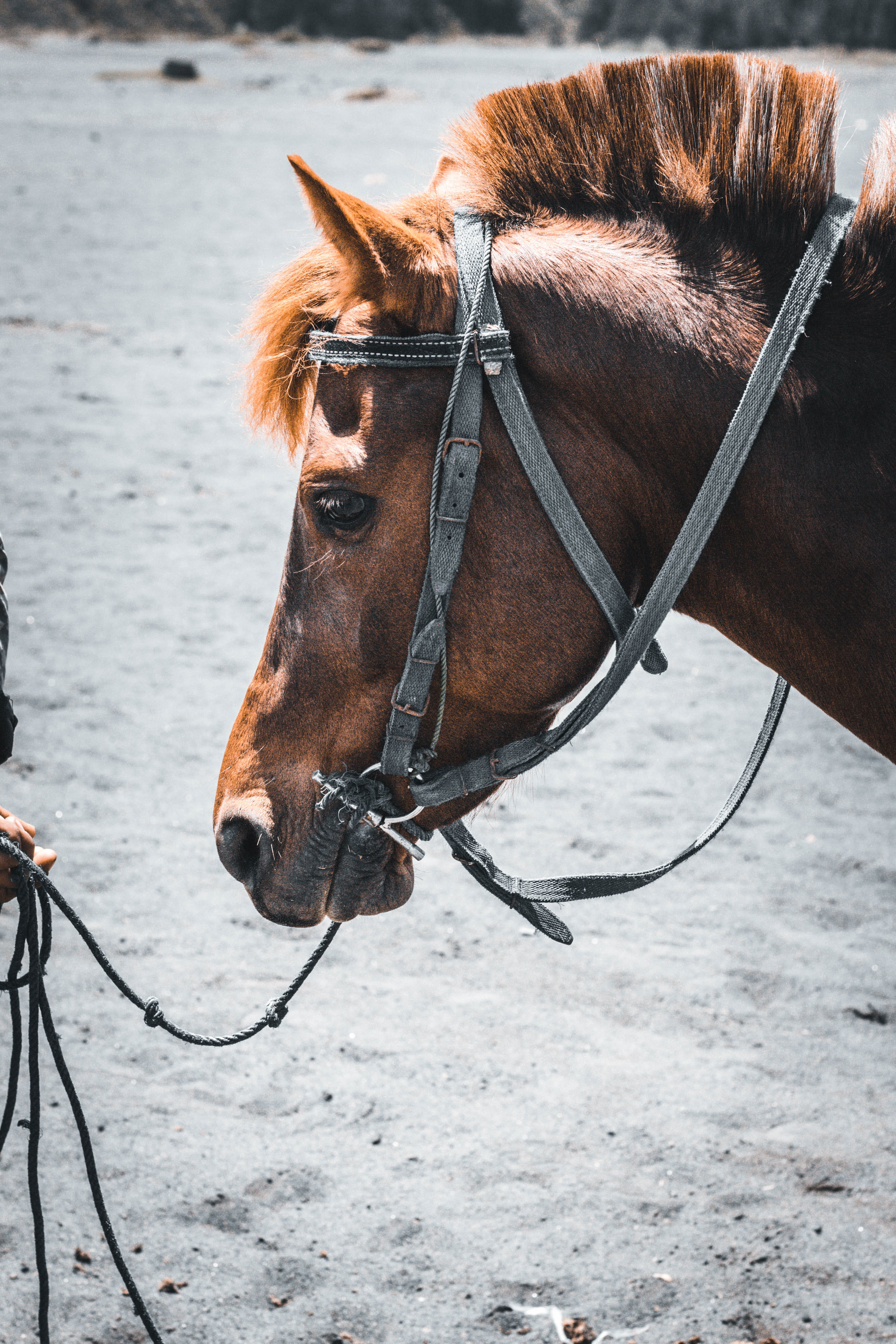 machine, animal, apparel, pets, stallion, strap, domestic animals, herbivorous, harness, vertebrate, photography, animal head, saddle, close-up, footwear, Phone HD Wallpaper