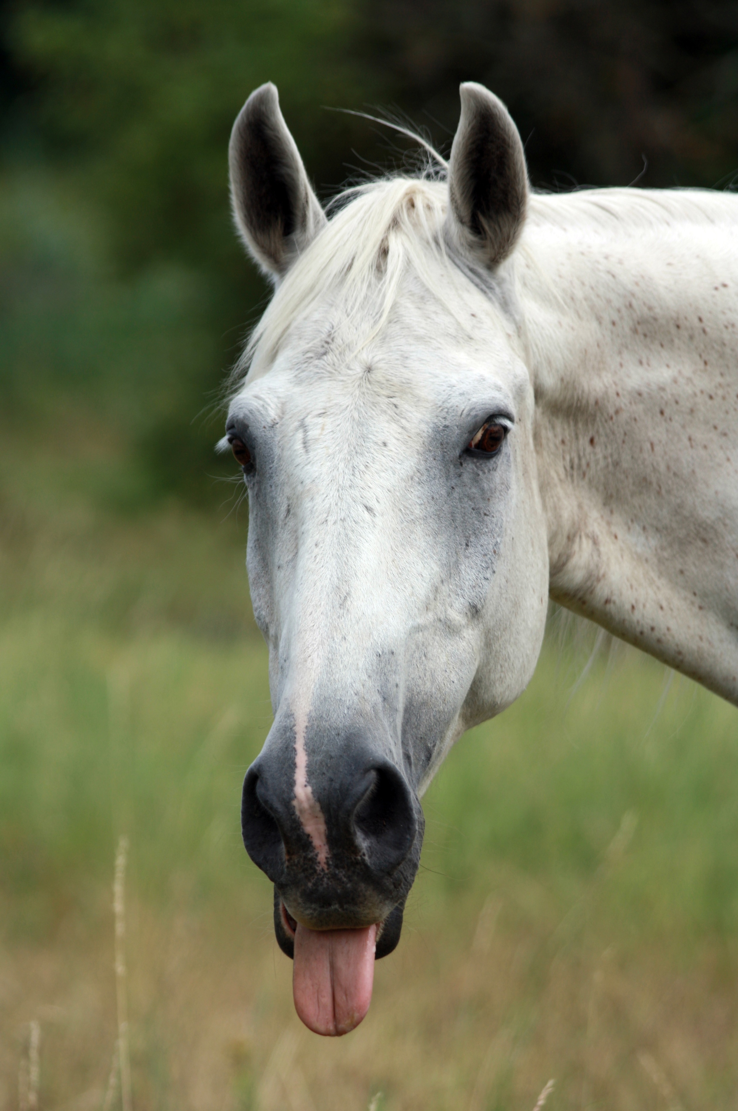 2K, rural Scene, domestic animals, mane, head, tongue, face, day, animal wildlife, sticking, one animal, animal themes, equestrian, animal, white, no people, Phone HD Wallpaper