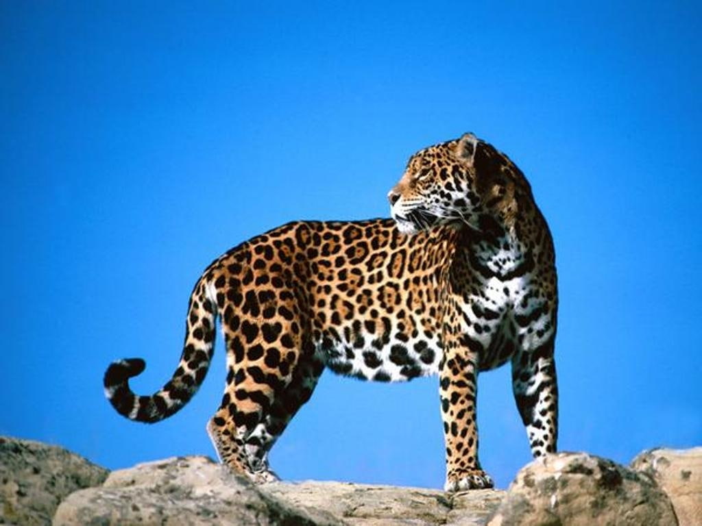 c, cat, leopard, big cats, cats, slow, poke, hd, animals, mon, female, 480P, big, HD Wallpaper