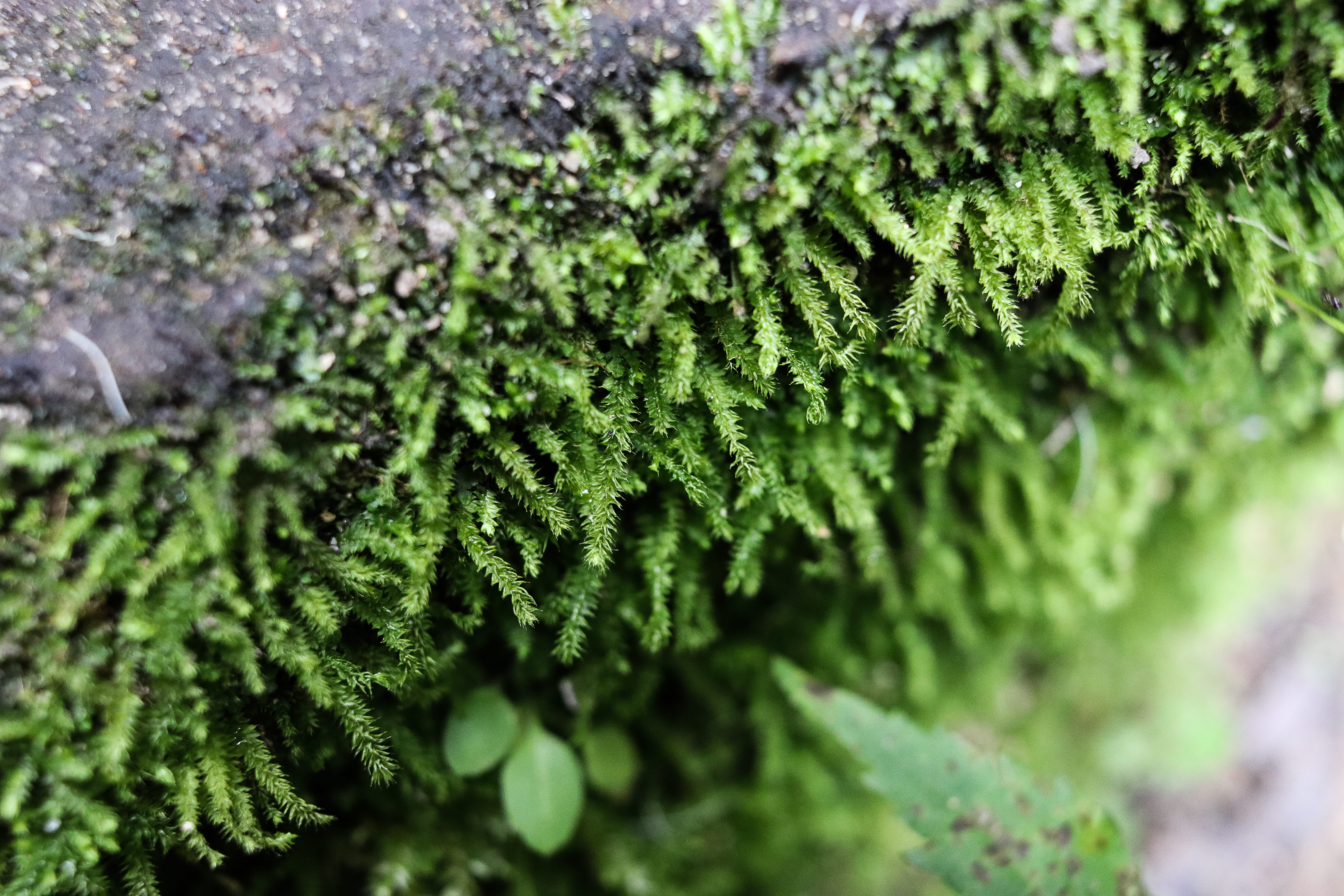 overgrown, green color, selective focus, plant, train, beauty in nature, mothernature, 5K, plant part, focus on foreground, growth, fir tree, moss, day, HD Wallpaper