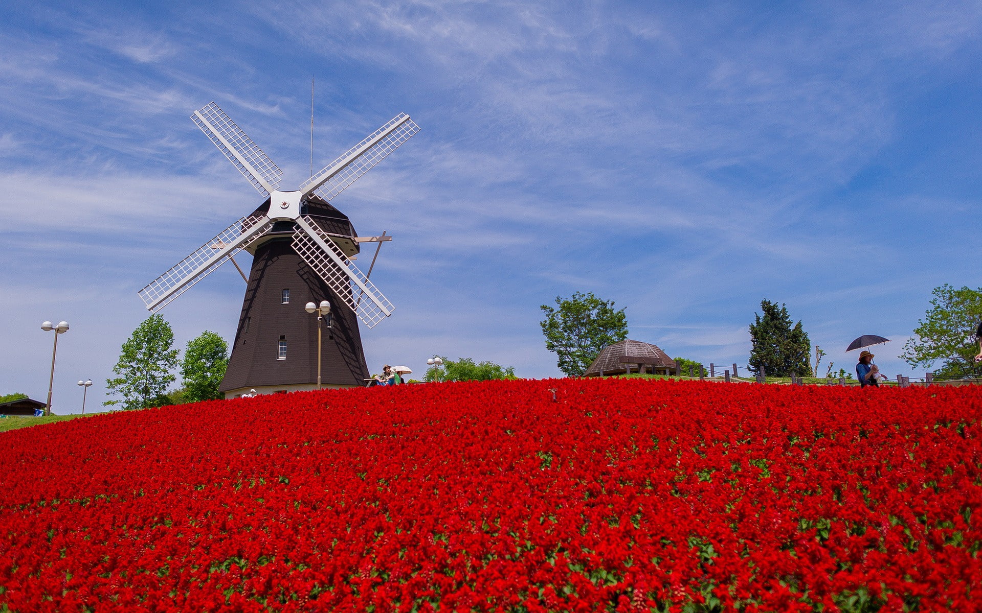 flowering plant, freshness, plant, environment, outdoors, no people, rural scene, windmill, sky, flowerbed, wind turbine, wind power, growth, day, flower, HD Wallpaper