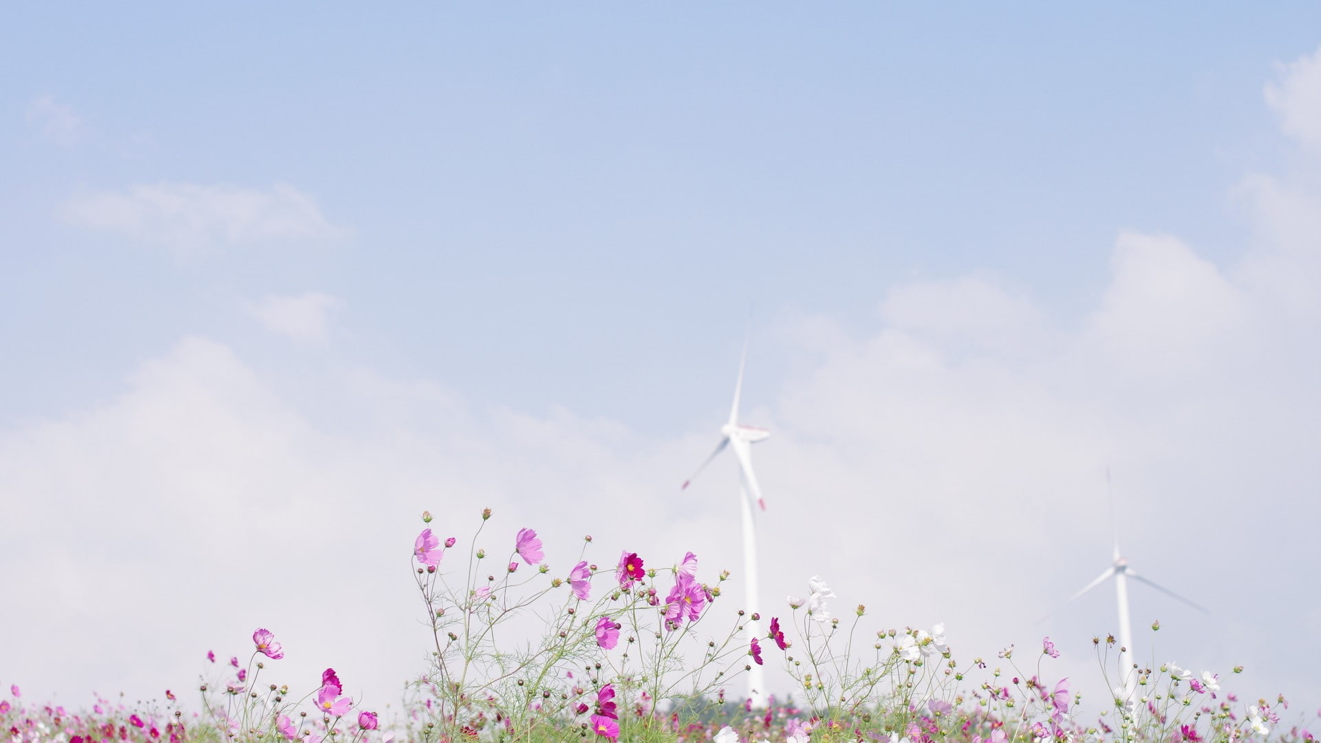 renewable energy, freshness, low angle view, environmental conservation, springtime, landscape, sky, turbine, wind turbine, plant, flower head, sustainable resources, HD Wallpaper