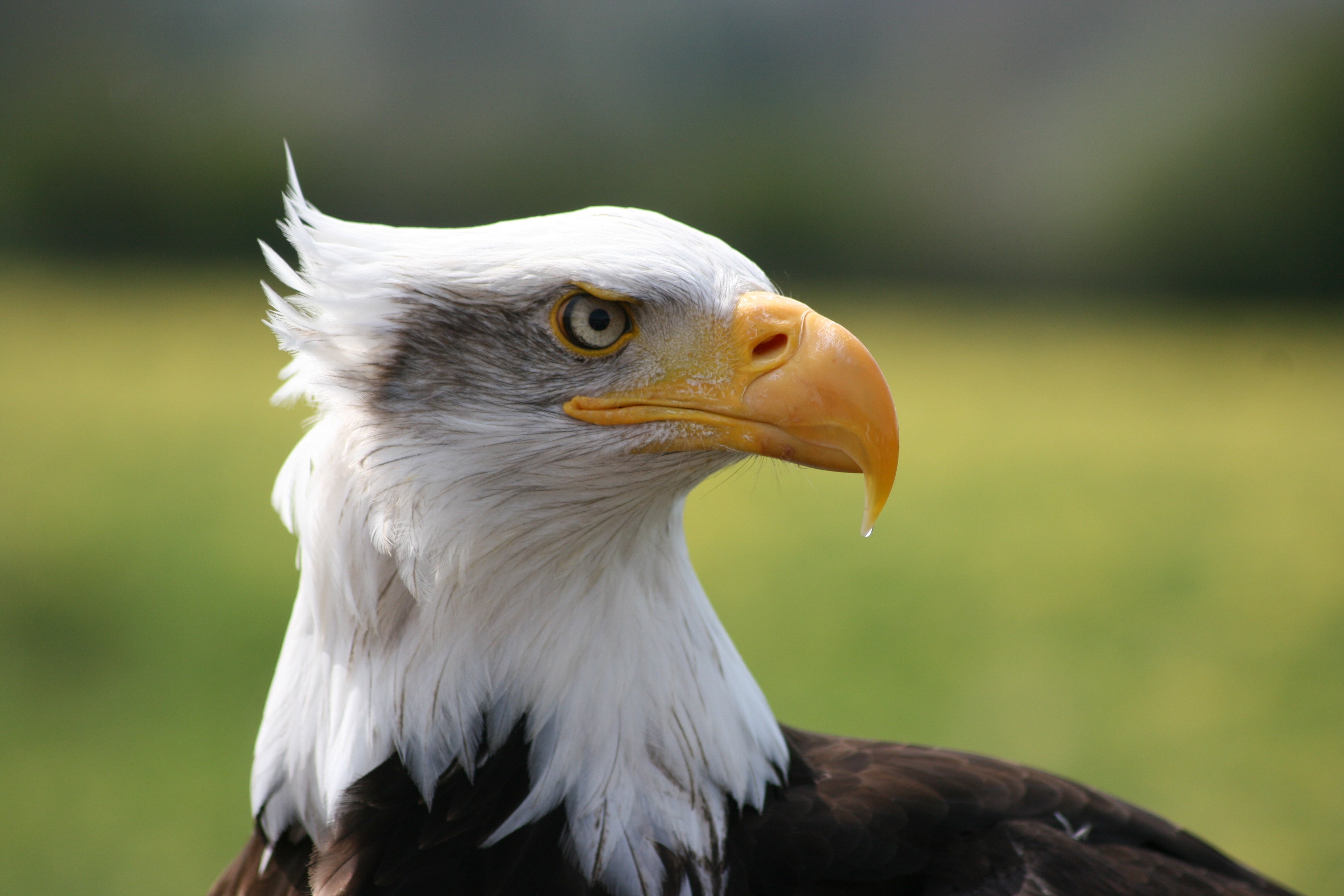 uSA, looking away, majestic, white, bird, vertebrate, animal, 4K, feather, carnivore, focus on foreground, animals In The Wild, bald Eagle, animal Eye, HD Wallpaper