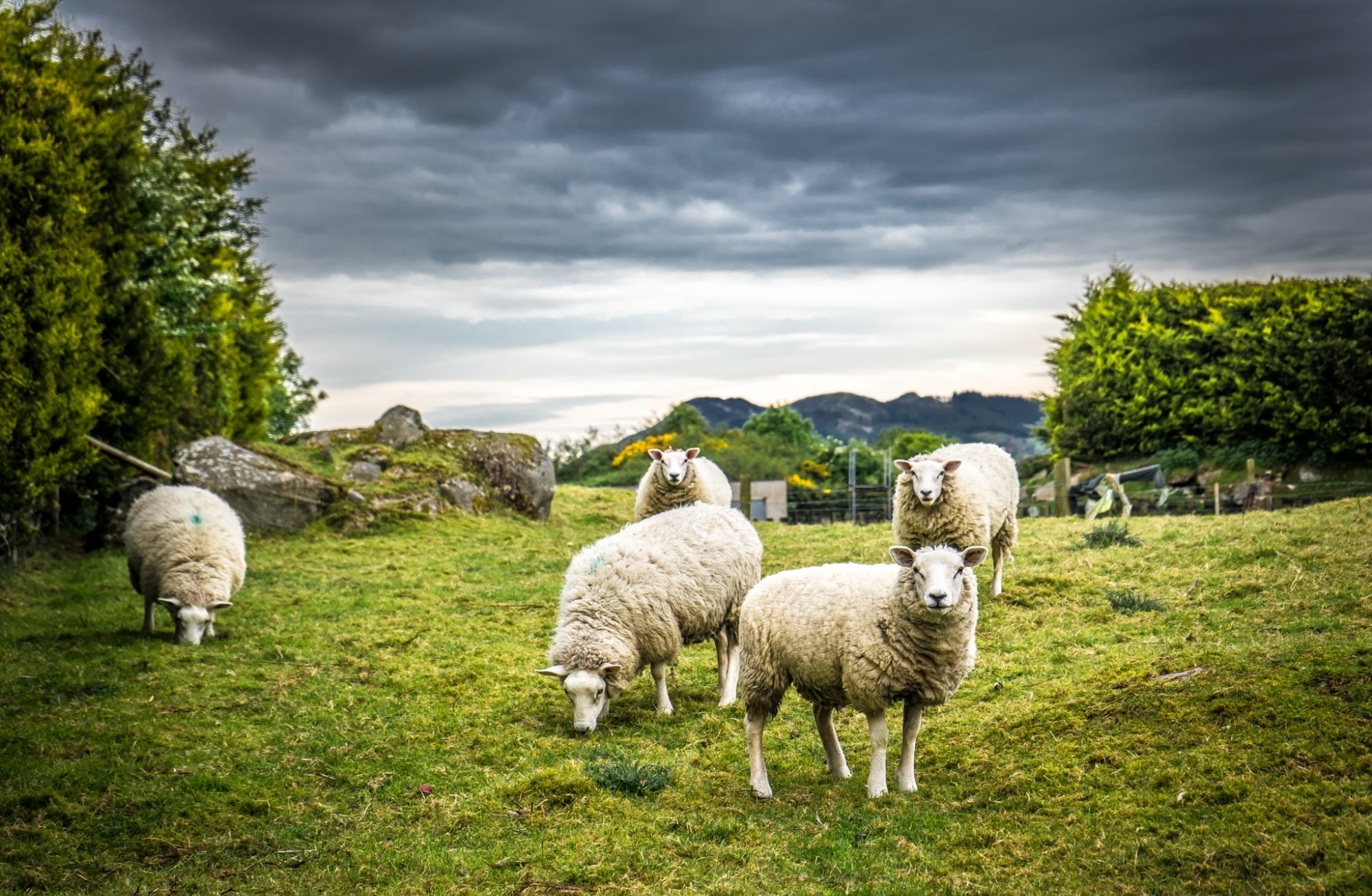 Tour, domestic animals, Trees, Meadow, Sheeps, tree, animal themes, 1080P, plant, group of animals, lamb, Pasture, field, cloud - sky, Trip, Ireland, Holiday, HD Wallpaper