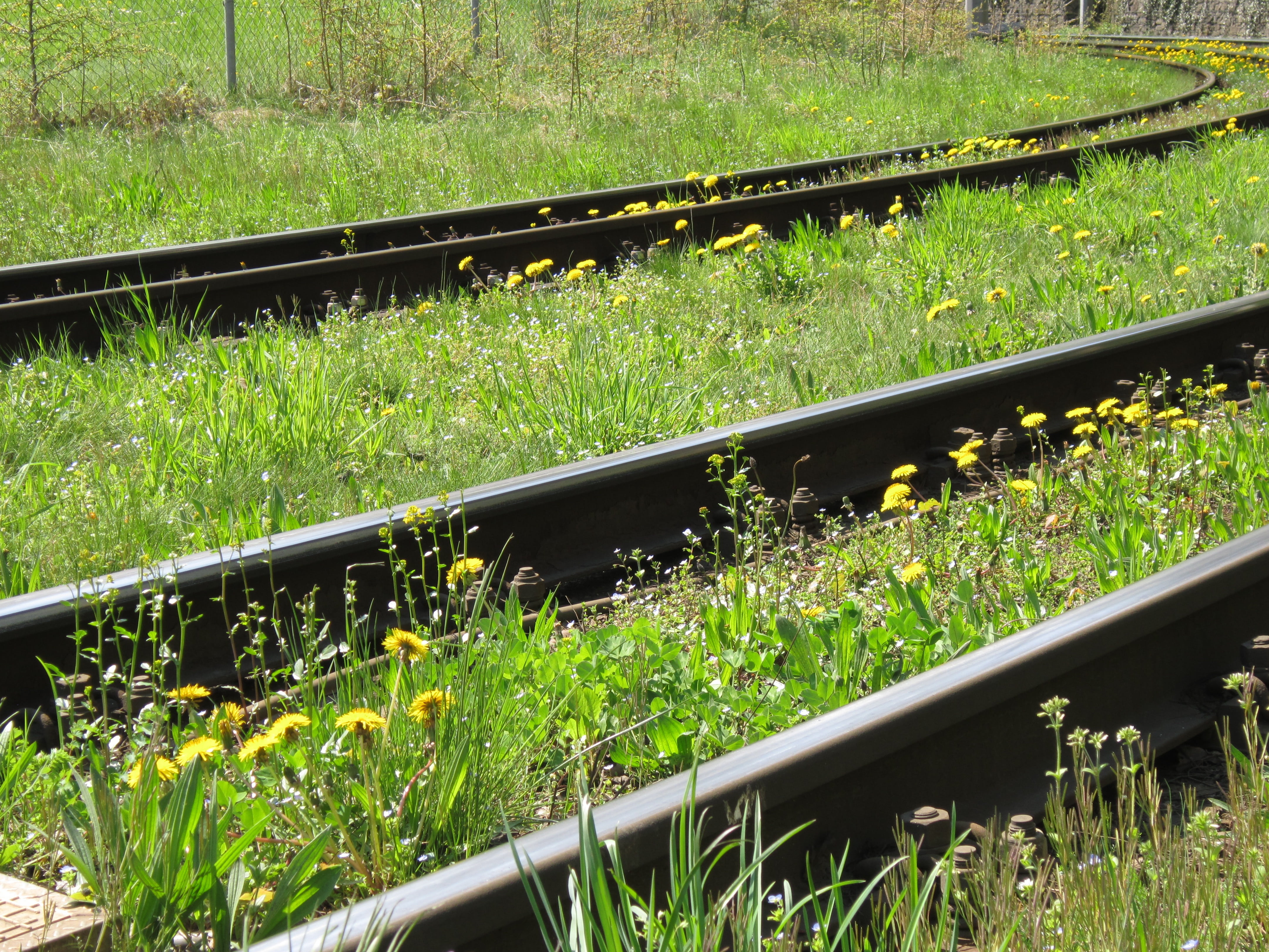 meadow, green color, tranquility, field, green, spring, public transportation, day, grass, railway rails, growth, nature, rail transportation, scenics - nature, HD Wallpaper