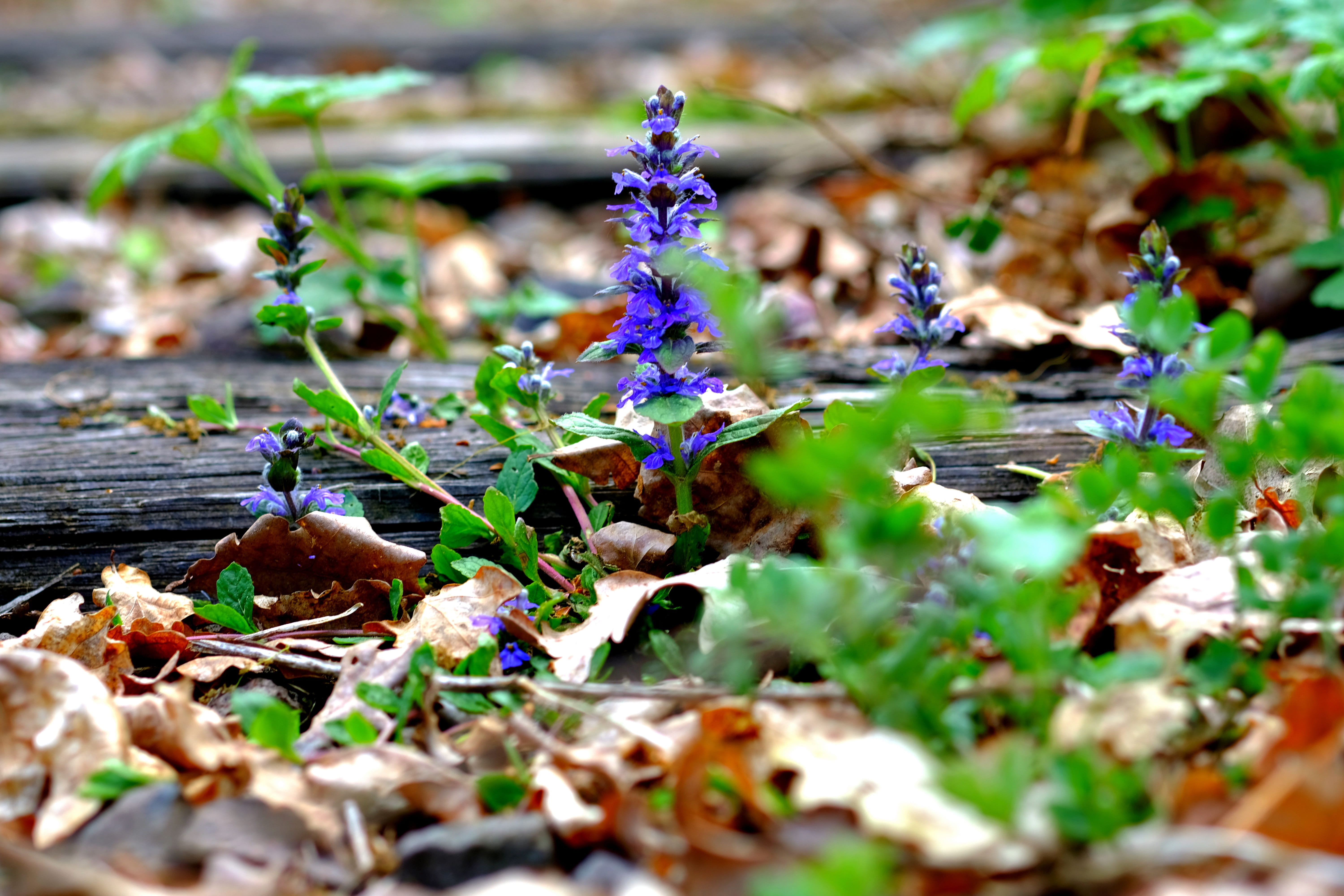 outdoors, 5K, rails, nature, abandoned, landscape macro, close up, old, landscape, leaves, vulnerability, flowering plant, fragility, plant, old route, HD Wallpaper