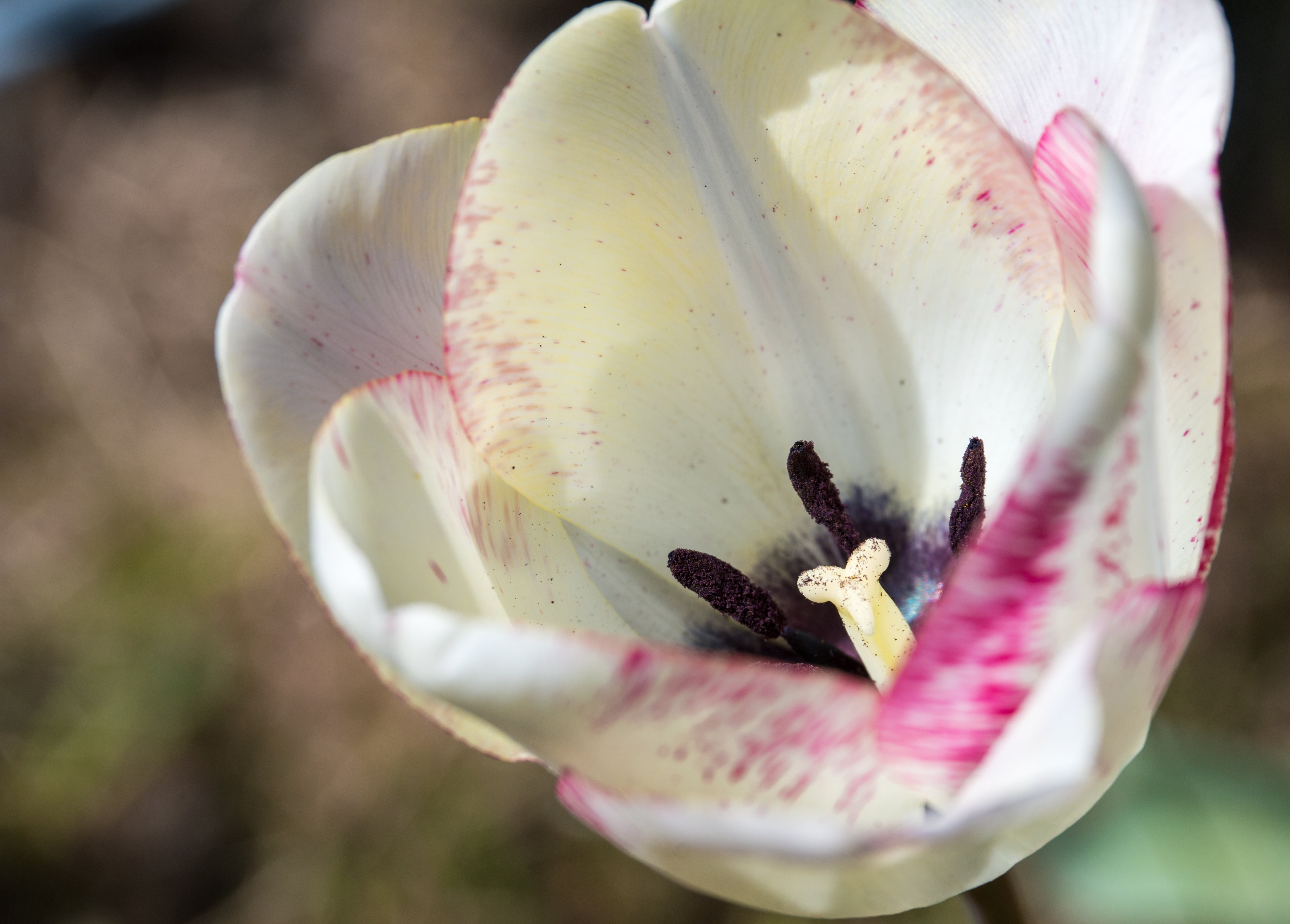 flower, no people, pink color, purple, 4K, petal, close, flower head, beauty in nature, selective focus, day, fragility, stamp, flora, white, bloom, tulip, HD Wallpaper