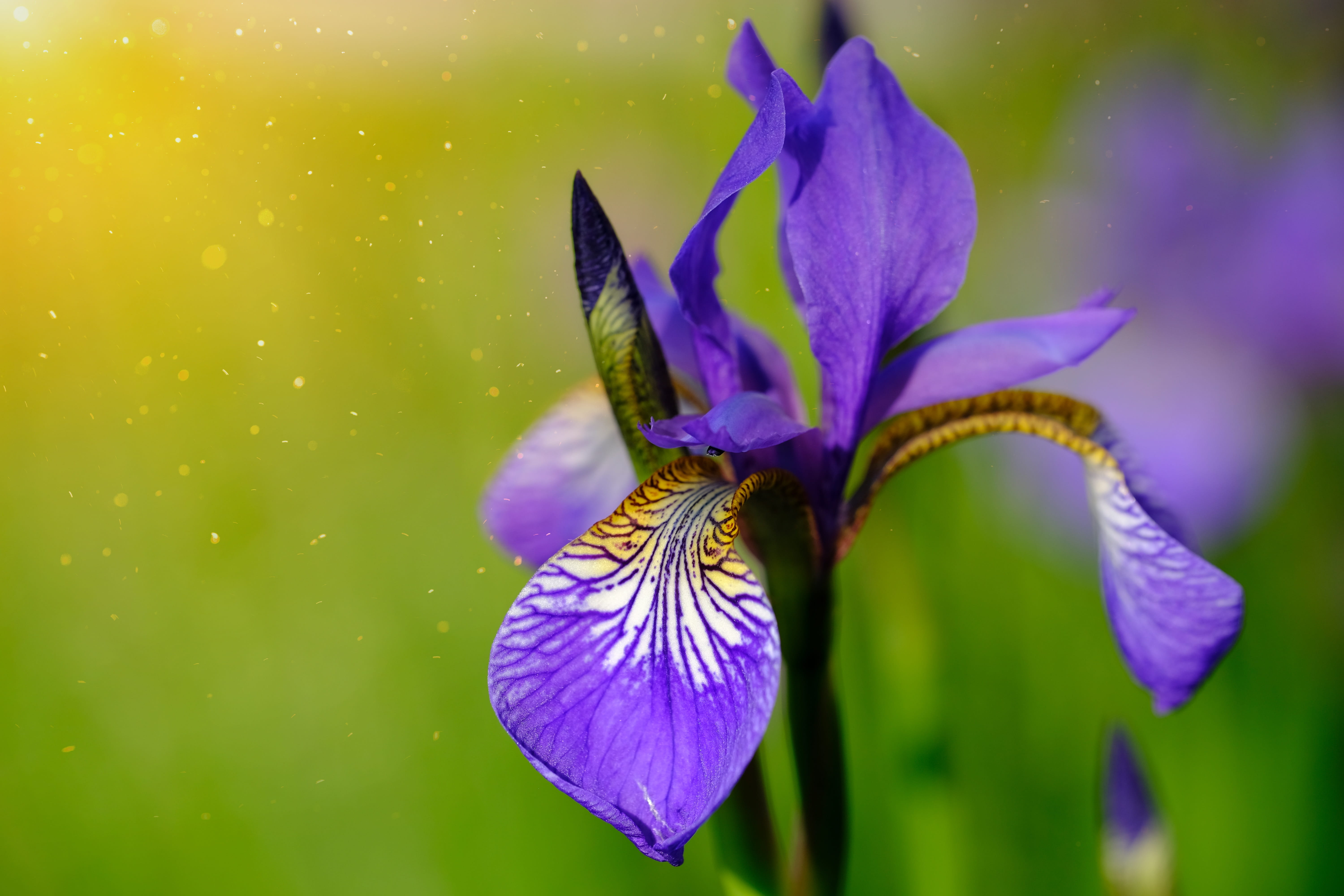 iris - plant, fragility, sunbeam, einkeimblättrig, 5K, pollen, freshness, botany, beauty in nature, plant, iris, close-up, sunlight, focus on foreground, HD Wallpaper