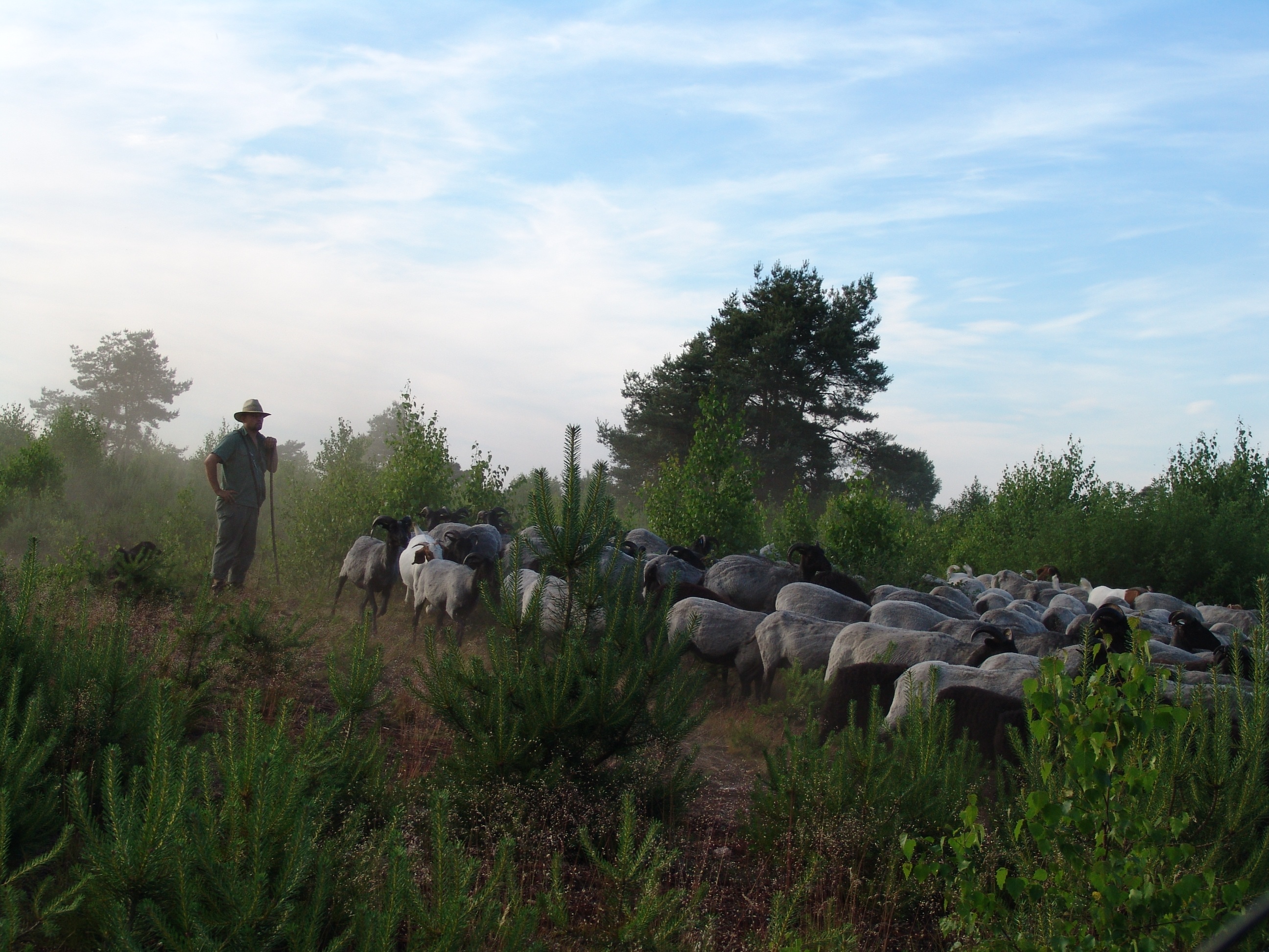 large group of animals, plant, nature, pets, 2K, outdoors, lüneburg heath, tree, land, flock, schäfer, cloud - sky, standing, one person, sky, racka sheep, HD Wallpaper