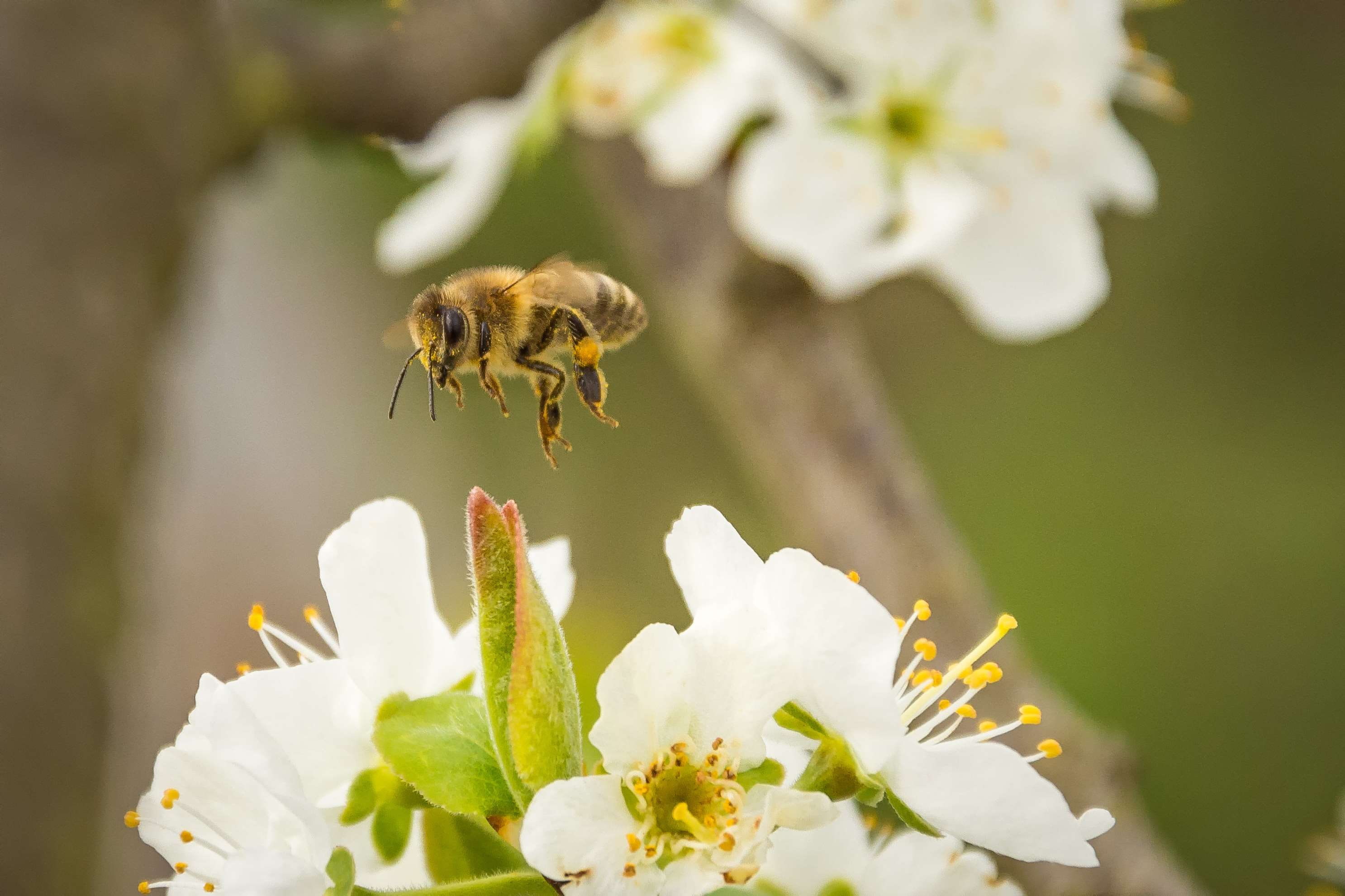 hard working, one animal, fragility, 2K, insect, honey bee, freshness, collect, collect nectar, bloom, animals in the wild, foraging, pollination, outdoors, HD Wallpaper
