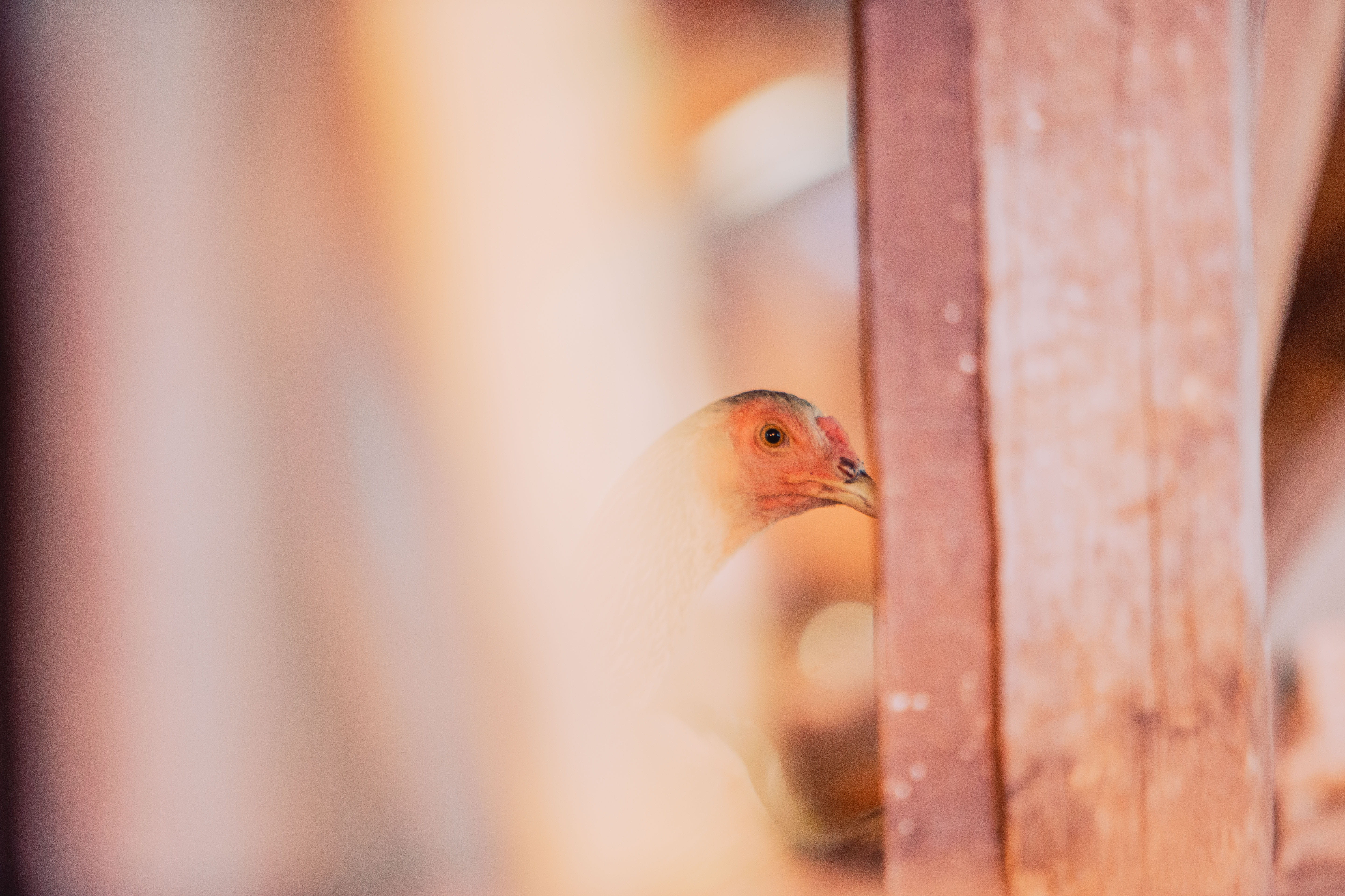 robin, vertebrate, animals in the wild, animal themes, wood - material, woodwork, myra, animal, wood, hen, ancient times, close-up, terror, perching, teeth, HD Wallpaper