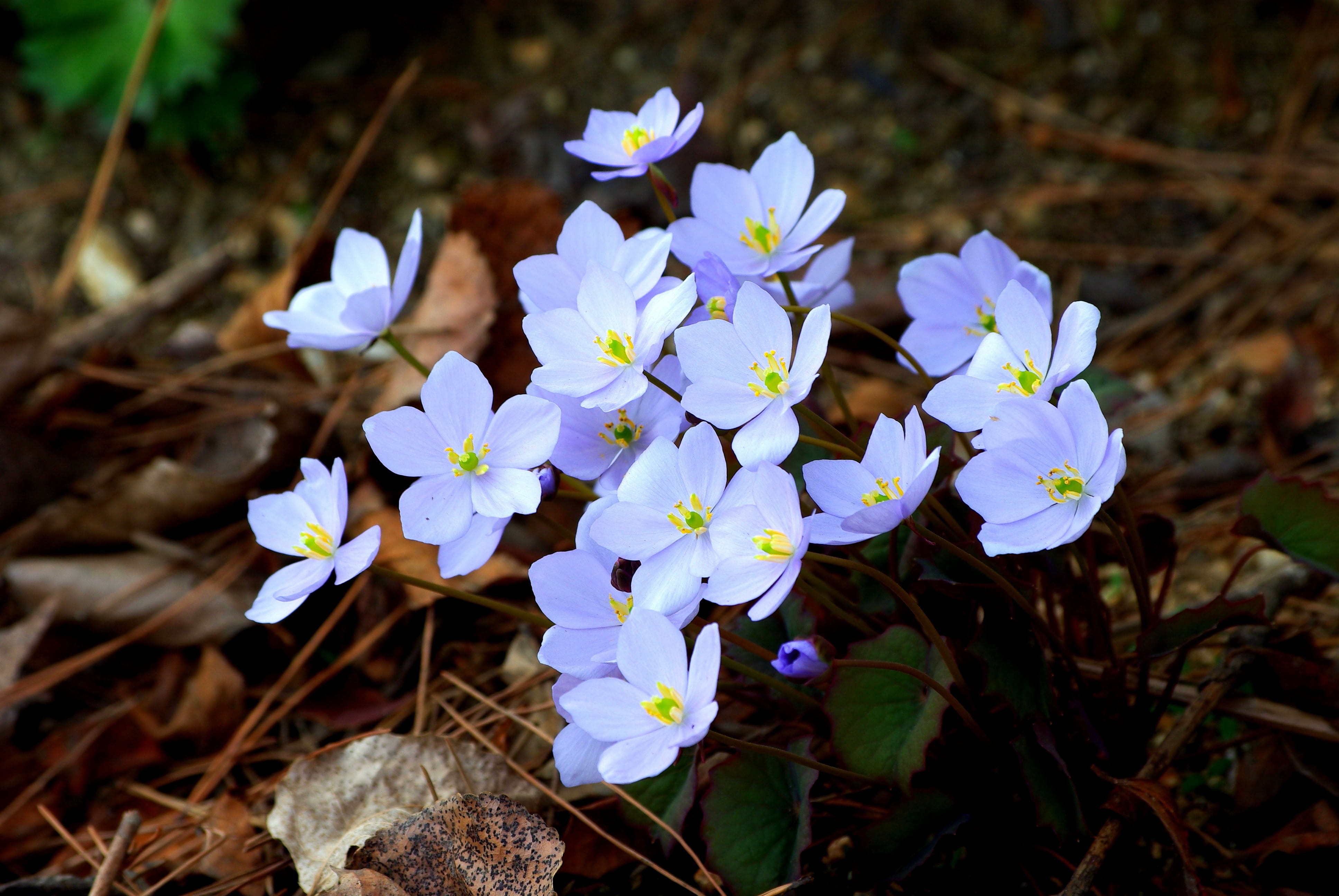 wild, fragility, plants, focus on foreground, close-up, mountain, petal, outdoors, wildflower, flower, vulnerability, land, purple, nature, somewhere for poker pool, HD Wallpaper