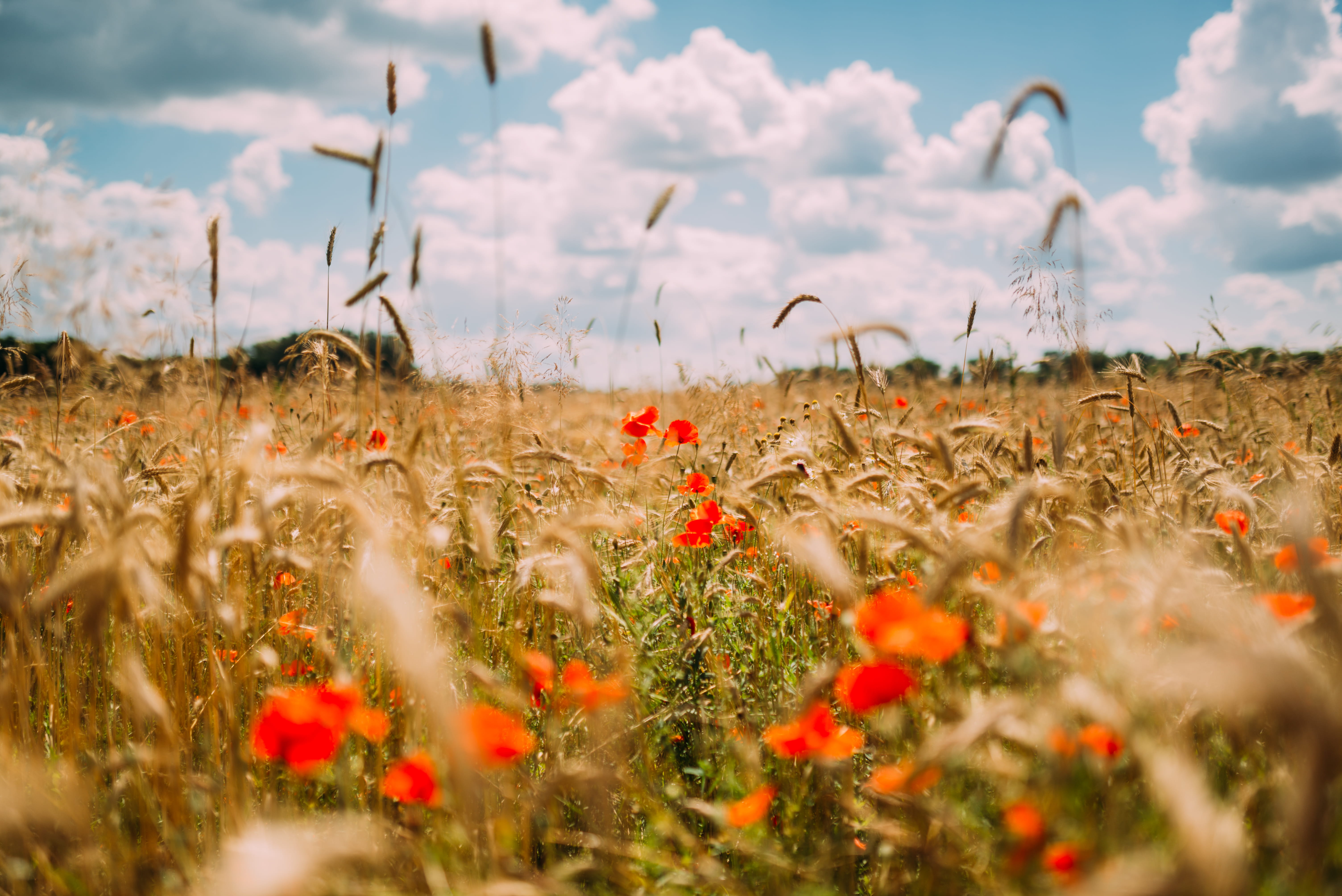 sky, meadow, mazovia, plant, land, flower, flowering plant, horizon, beauty in nature, tranquility, fountain, along, landscape, 5K, poppy, selective focus, HD Wallpaper