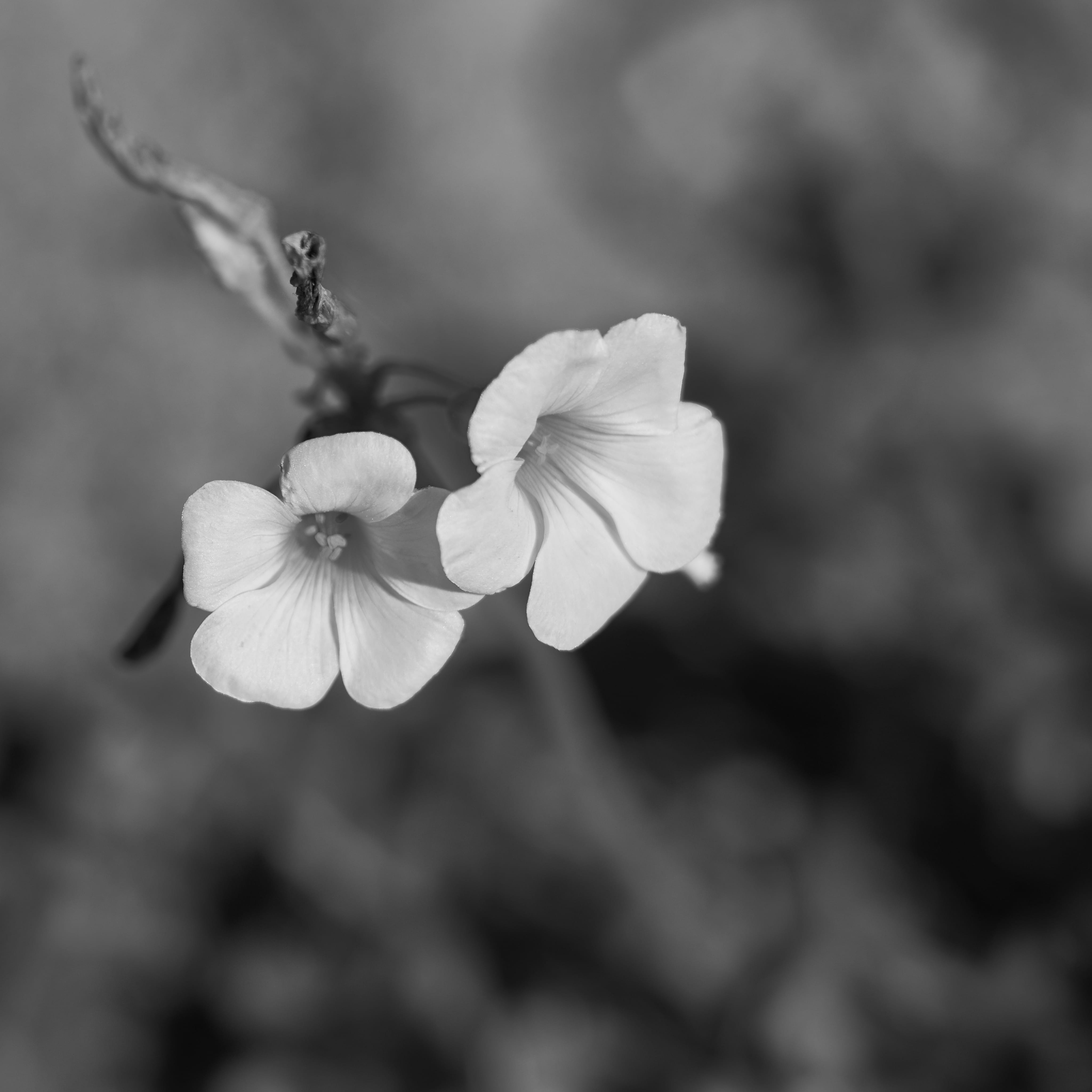 4K, close-up, beauty in nature, inflorescence, flower head, fragility, back, flowers, sprout, flora, geranium, no people, flowering plant, anther, arenaria, Phone HD Wallpaper