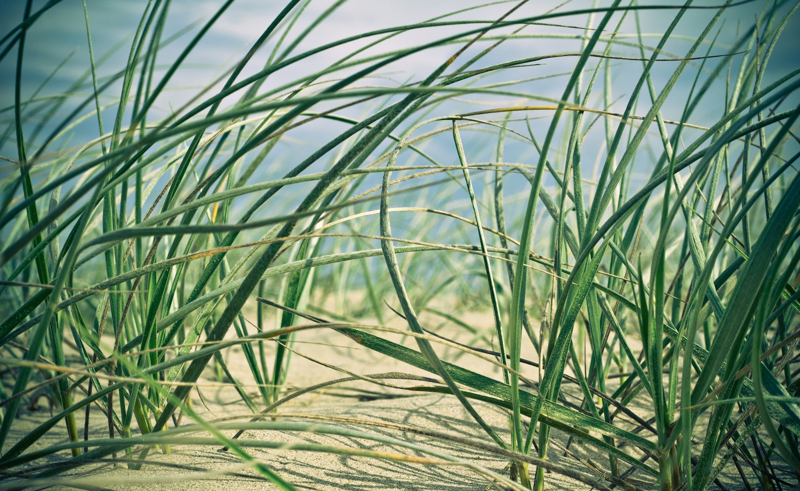 stalk, plant, land, field, 2K, landscape, bamboo - plant, Beach, peaceful moment, blade of grass, outdoors, focus on foreground, grass, dune, pacific ocean, HD Wallpaper