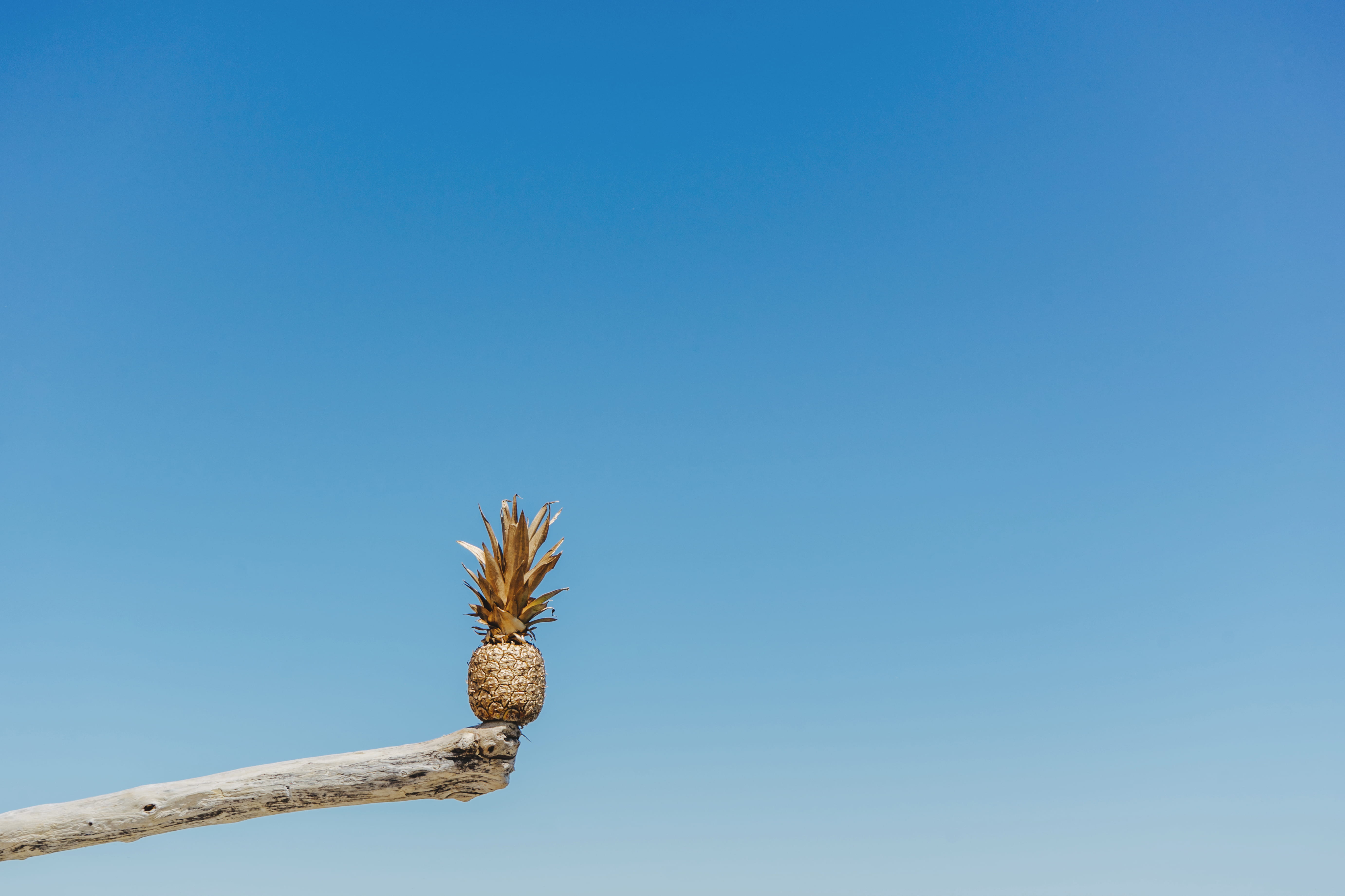 bird, art, low angle view, minimalism, 5K, summer, pineapple, golden, wood, painted, nature, animal themes, animal wildlife, plant, sky, gold, blue, outdoors, HD Wallpaper