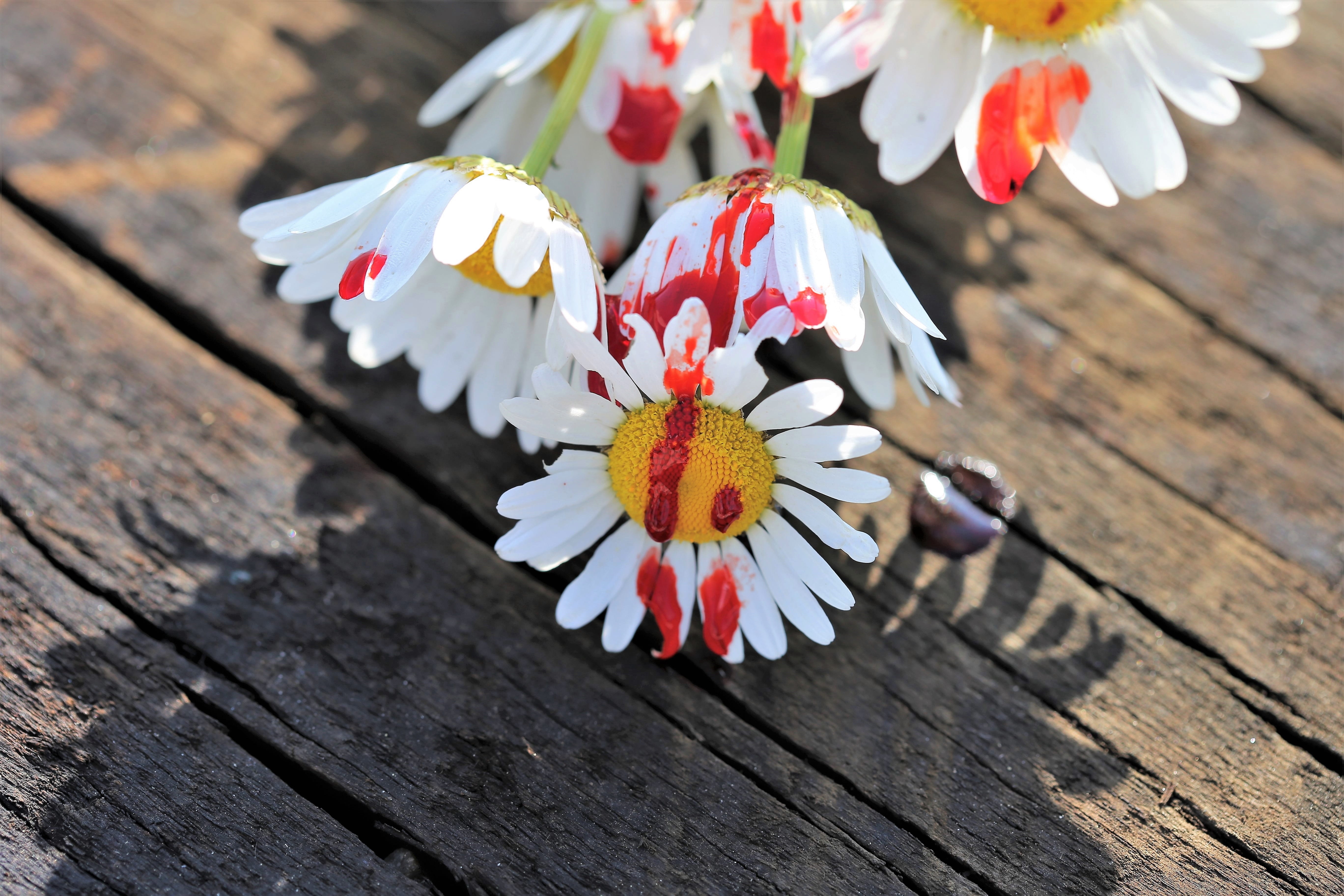 lost love, day, flowering plant, plant, white color, controlled condition photo, tragedy, close-up, high angle view, freshness, sadness, focus on foreground, HD Wallpaper