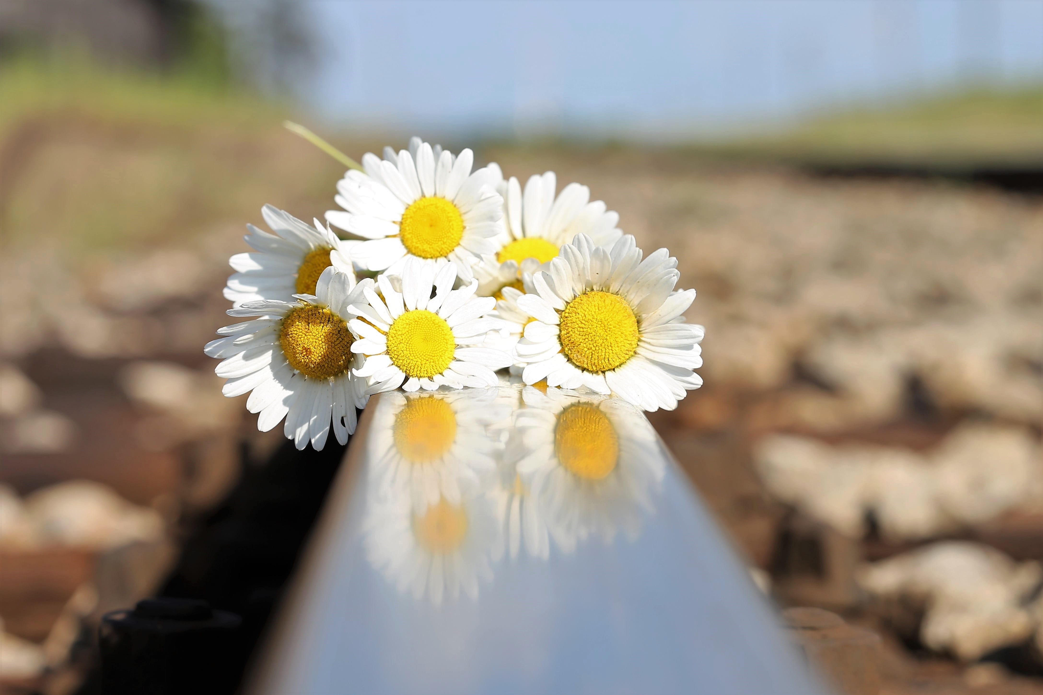 yellow, beauty in nature, plant, sadness, close-up, reflection, white, vulnerability, inflorescence, white color, stop youth suicide, flower arrangement, HD Wallpaper