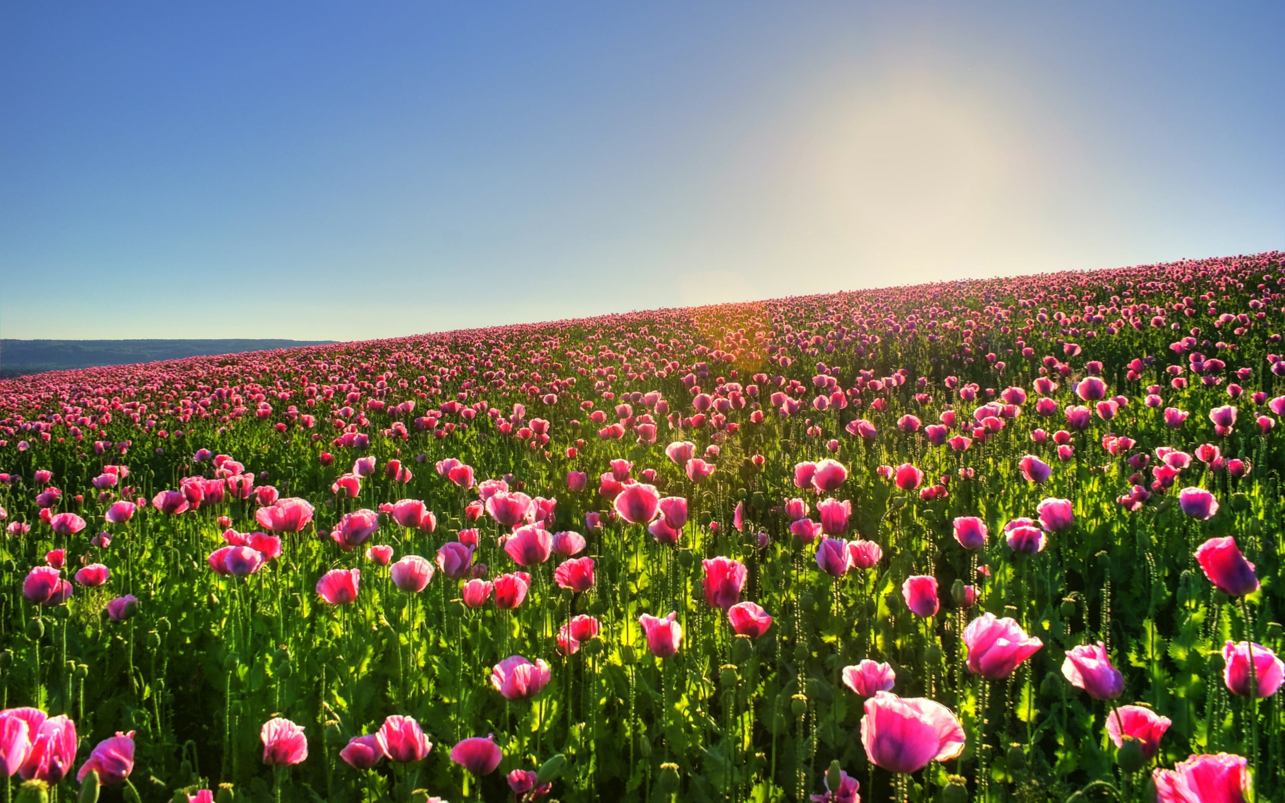 lens flare, sun, plant, tulip, petal, flower Head, nature, sunny, flowering plant, rural Scene, no People, landscape, pink, petaled, sky, blue, sunlight, HD Wallpaper