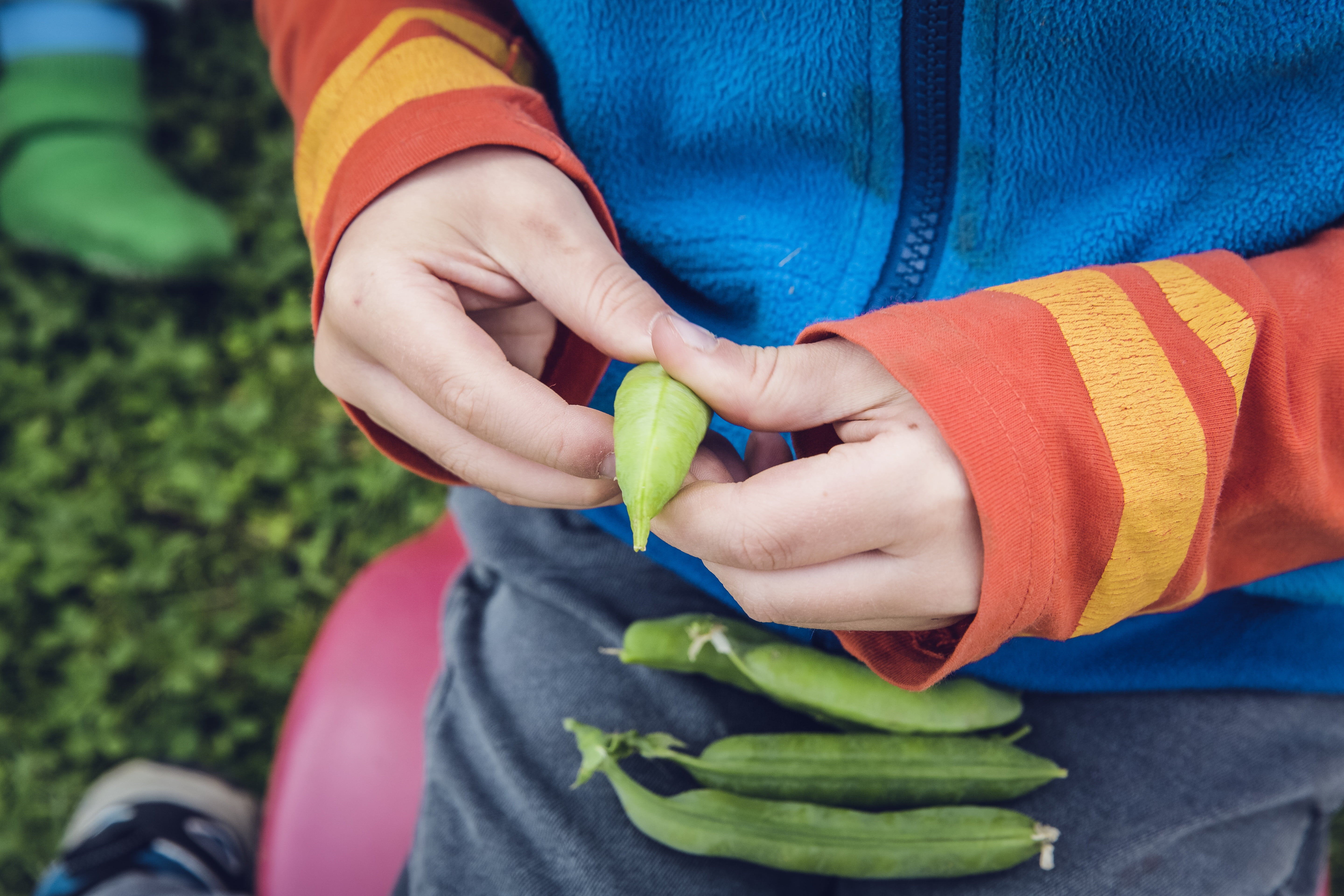 offspring, women, harvest, one person, consumer waiver, human hand, beans, day, finger, 5K, self catering, food and drink, basket, food, green, gardening, HD Wallpaper