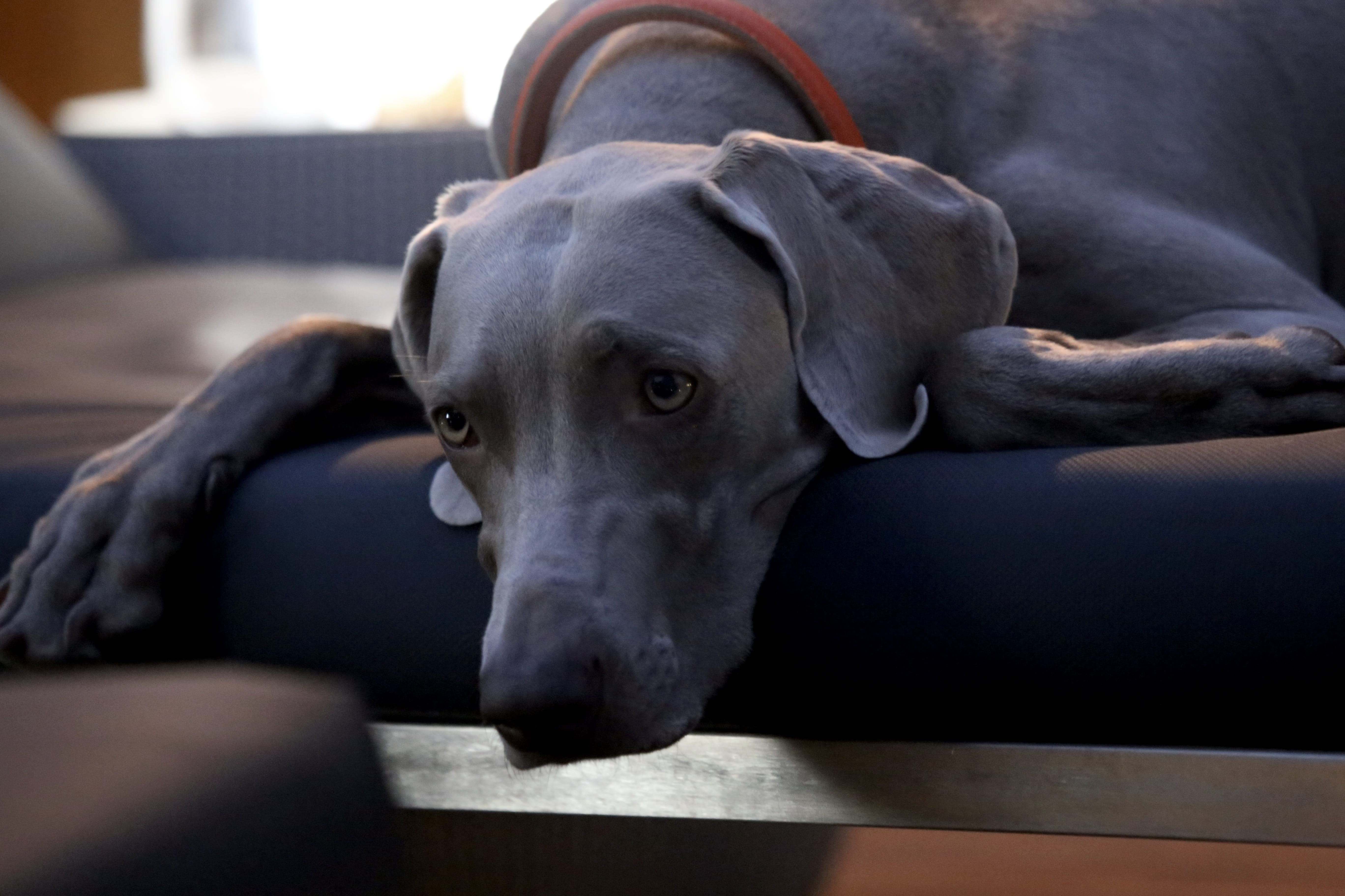 toe, 5K, animal, portrait, ankle, canine, couch, dog, hound, pillow, mammal, focus on foreground, looking at camera, headrest, blue, pointer, domestic animals, HD Wallpaper