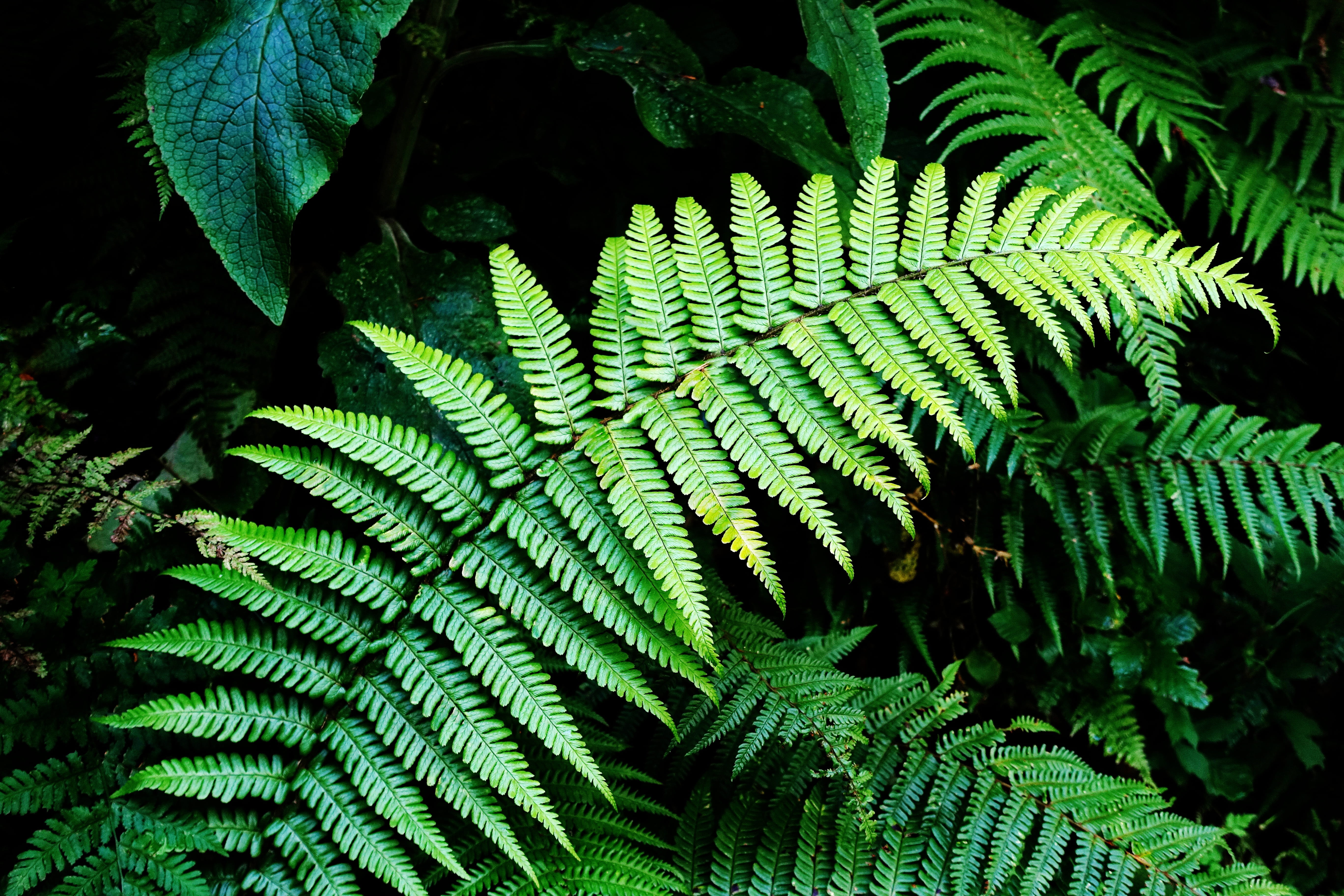 beauty in nature, natural pattern, vegetation, shape, fern, plant, plant part, green, leaves, fertile, day, botany, close-up, green color, tree, full frame, HD Wallpaper