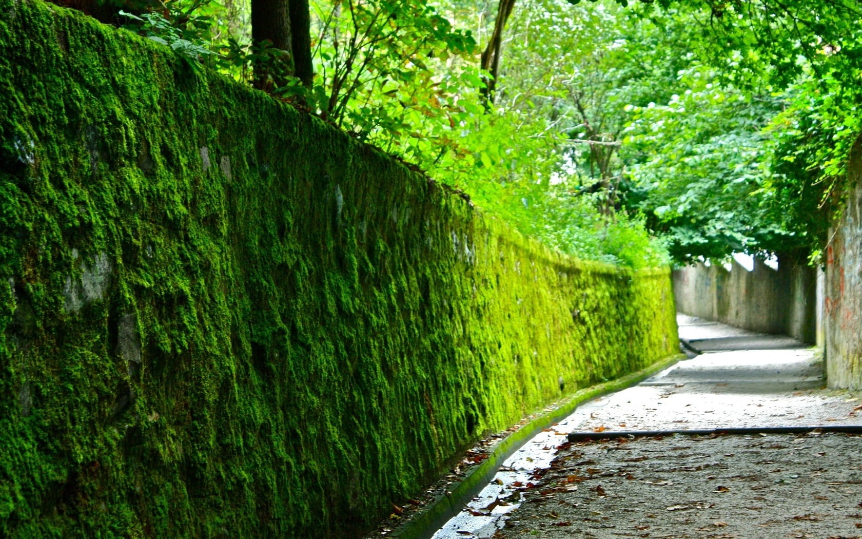 beauty in nature, hedge, dampness, direction, built structure, nature, plant, 720P, coated, footpath, outdoors, diminishing perspective, day, park, moss, HD Wallpaper