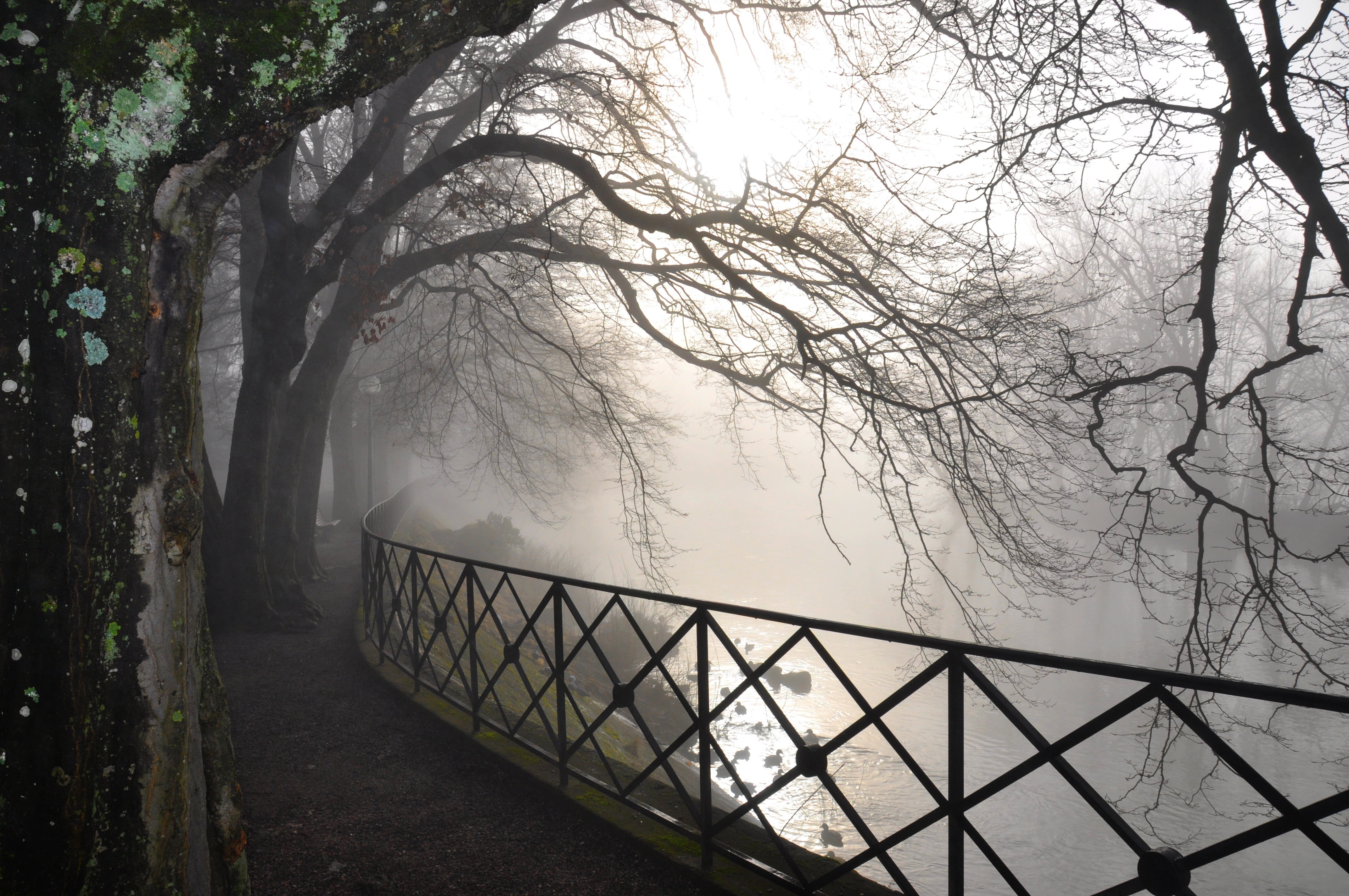 mystery, gloomy, branch, bridge, winter, outdoors, landscape, season, weather, the way forward, tree, branches, sunlight, beauty In Nature, transportation, HD Wallpaper