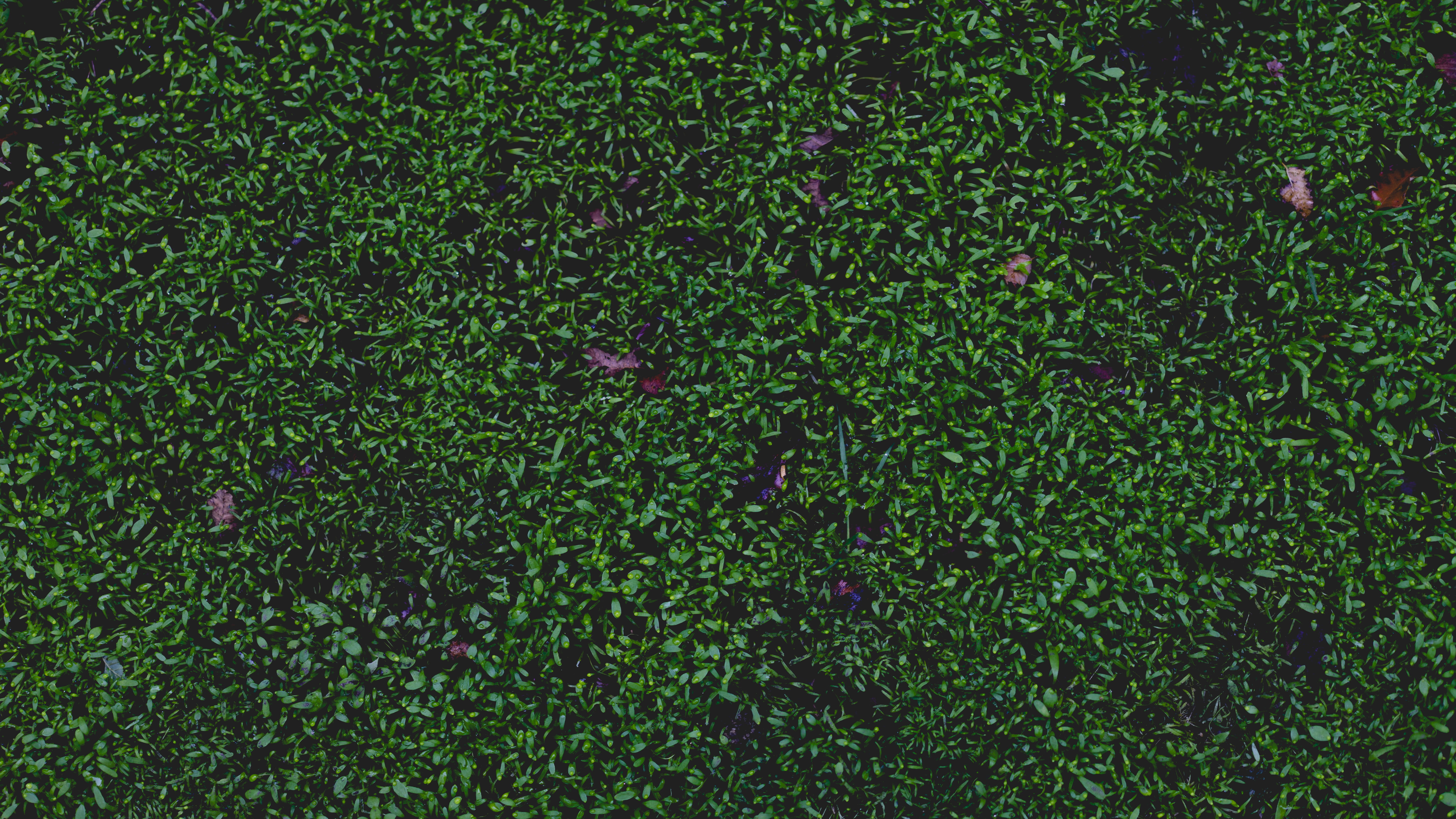close-up, damp, foliage, beauty in nature, plant, day, high angle view, full frame, field, outdoors, green, grass, growth, wet, bush, plant part, ground, HD Wallpaper