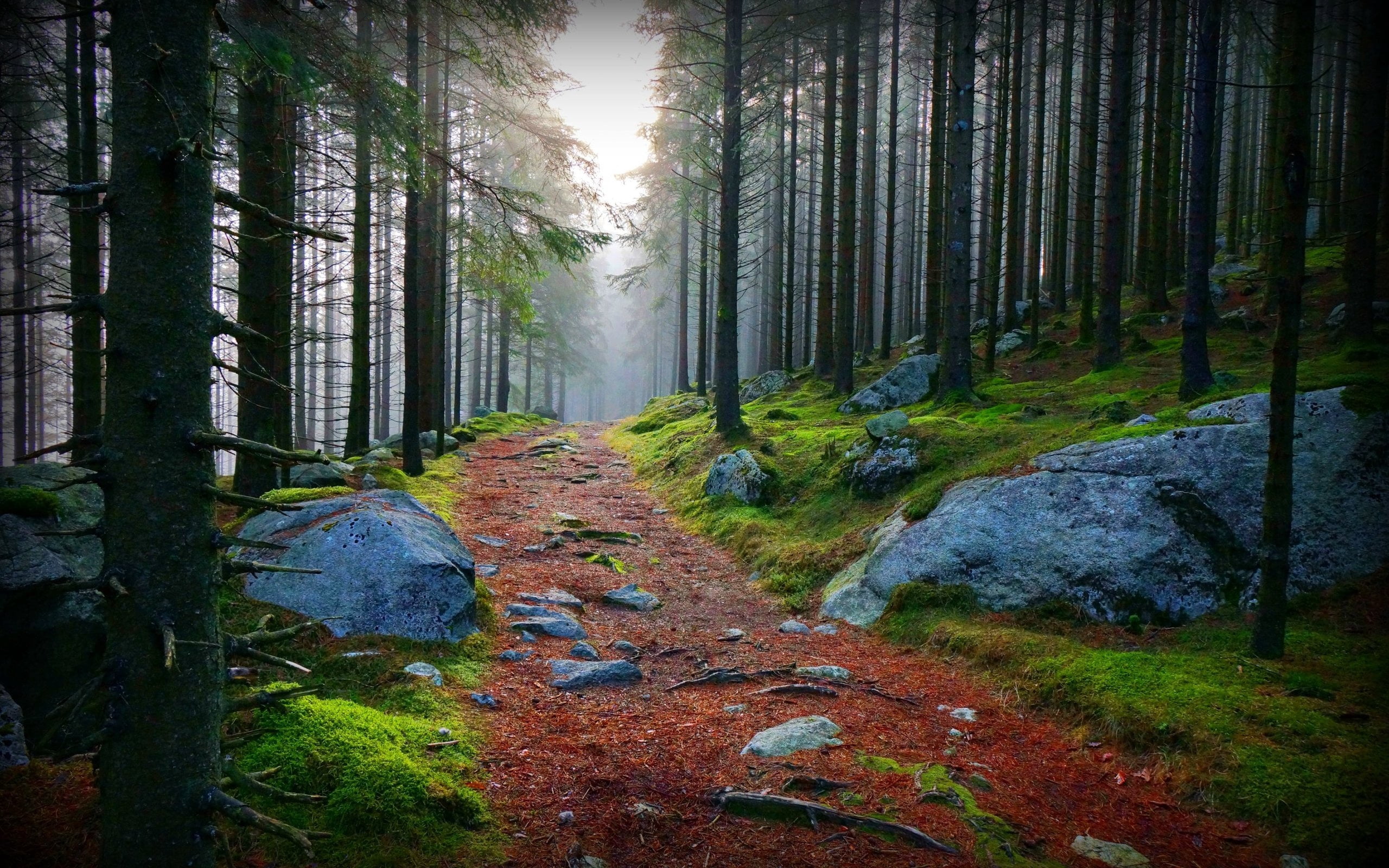 grass, rural Scene, green Color, boughs, 2K, environment, growth, spooky, stones, sunbeam, park - Man Made Space, green, path, magic, tranquil Scene, branch, HD Wallpaper