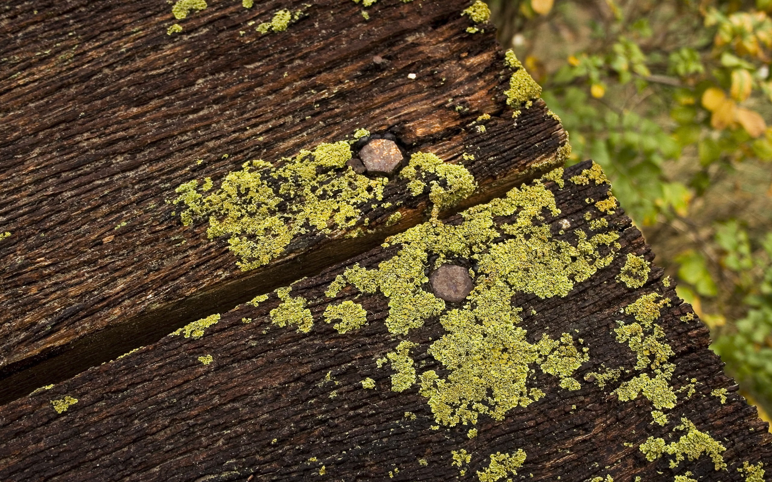 boards, 2K, dampness, moss, nails, HD Wallpaper