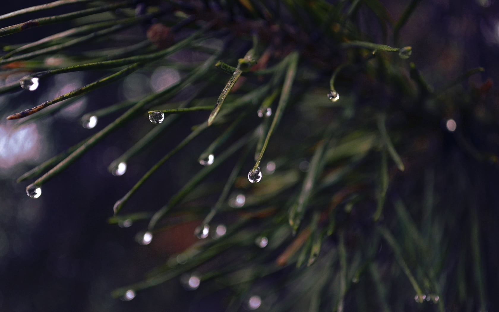 dark, day, growth, macro, raindrop, plants, no People, rainy season, backgrounds, christmas, 720P, fragility, dew, rain, selective focus, shiny, close-up, HD Wallpaper