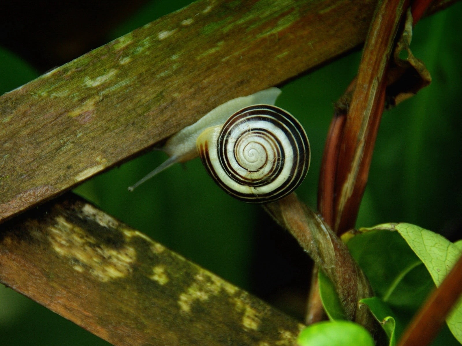 crawl, black, invertebrate, damp, plant, animal wildlife, crawling, gastropod, insect, spiral, green Color, plant part, brown, mollusk, animals in the wild, HD Wallpaper