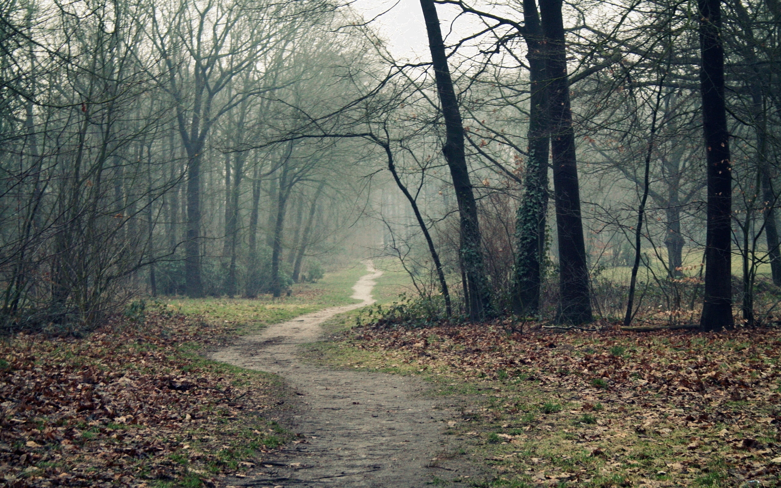 spooky, leaves, beauty In Nature, springtime, summer, scenics, plant, trunk, land, fog, green Color, bare, footpath, scenics - nature, season, growth, emptiness, HD Wallpaper