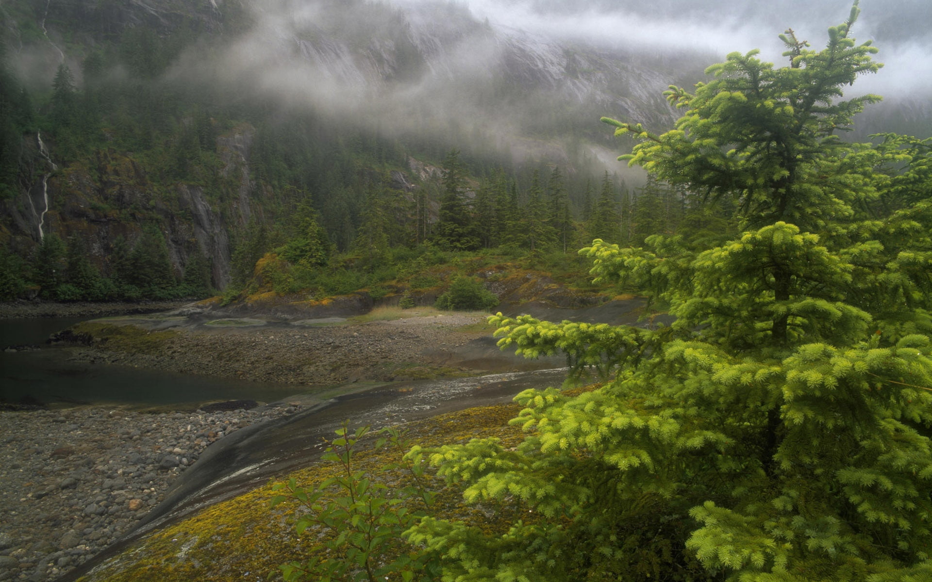 woodland, non-urban scene, bad weather, cloudy, valley, plant, beauty In Nature, mist, tranquil scene, leafed, nature, green, waterfall, flowing Water, HD Wallpaper