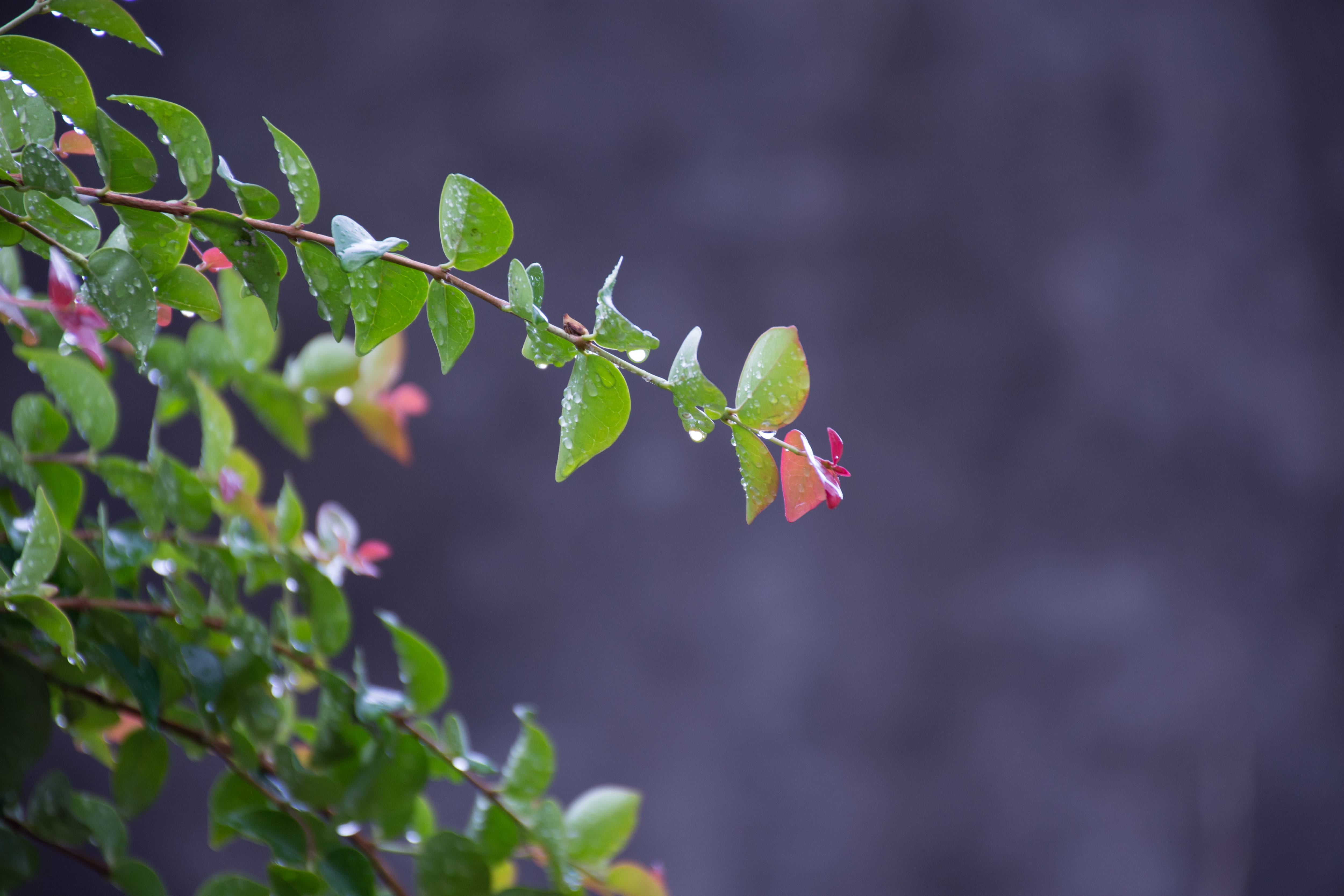 plant, fragility, food, garden, plant stem, tree, fruit, outdoors, purple, no people, growth, nature, day, paraguay, vulnerability, close-up, color, shrub, HD Wallpaper
