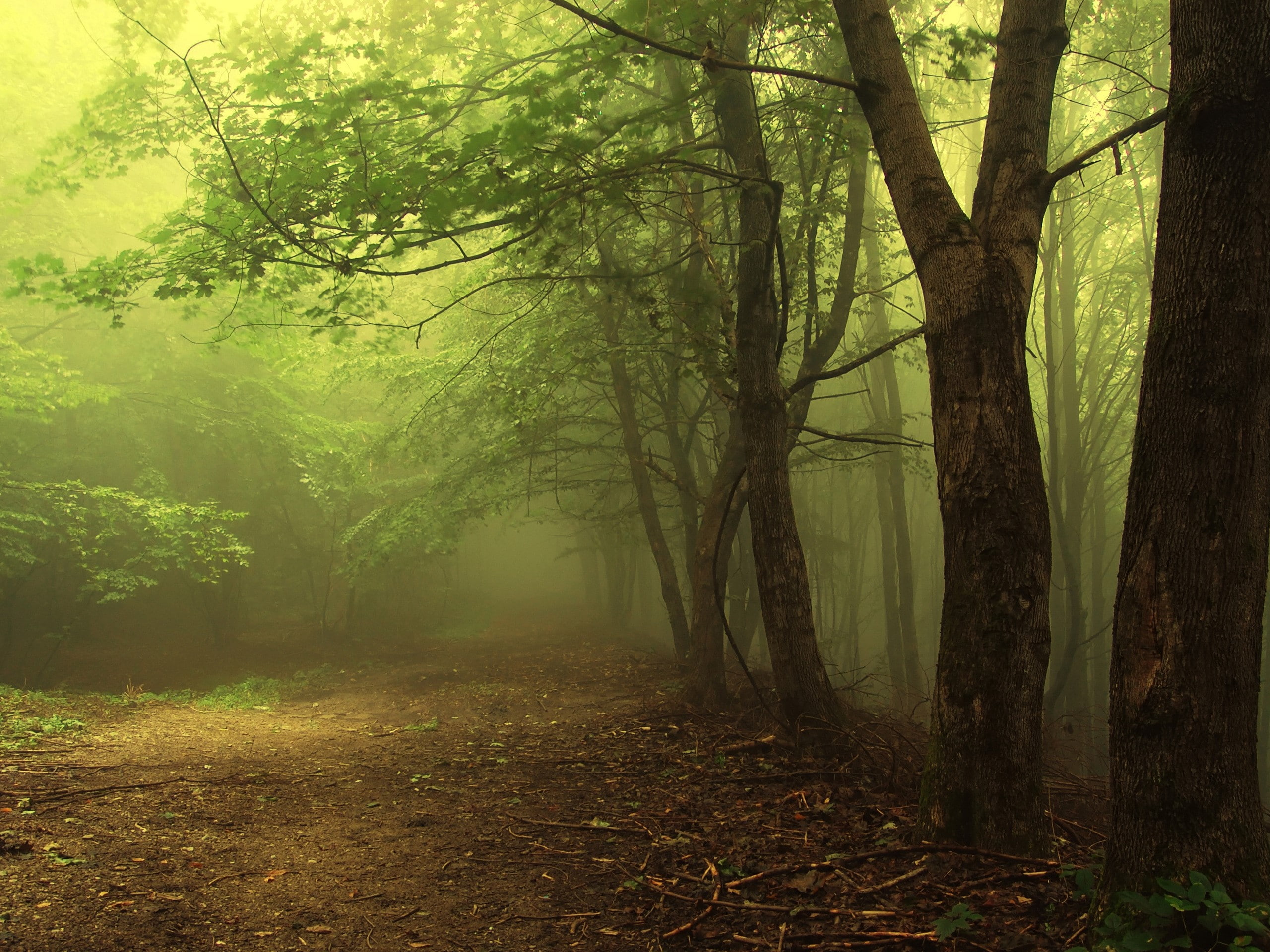 land, tranquility, beauty in nature, nature, tree trunk, environment, Dampness, landscape, autumn, growth, 2K, Fog, tree, outdoors, scenics - nature, Cool, HD Wallpaper